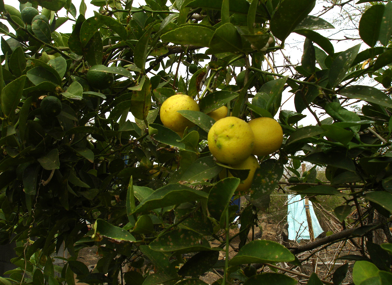 Citrus × limon , limón amarillo, limón agrio, limón de carne. Foto: Ana Mireya Guerrero G., CDF, 2006.
