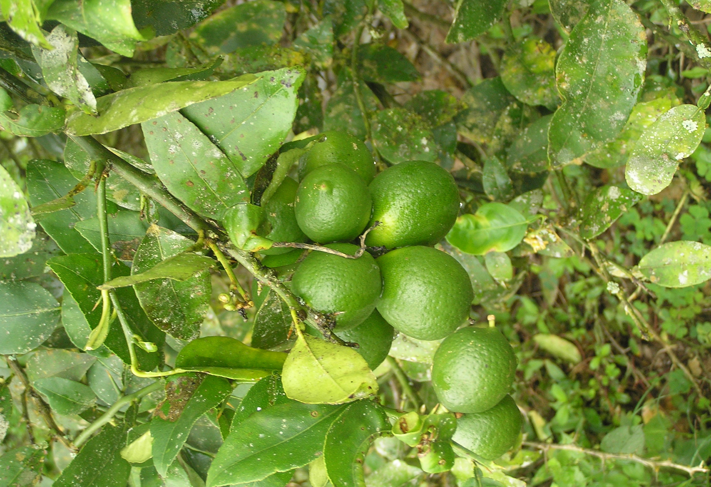 Citrus × limon , lemon. Photo: CDF Archive.