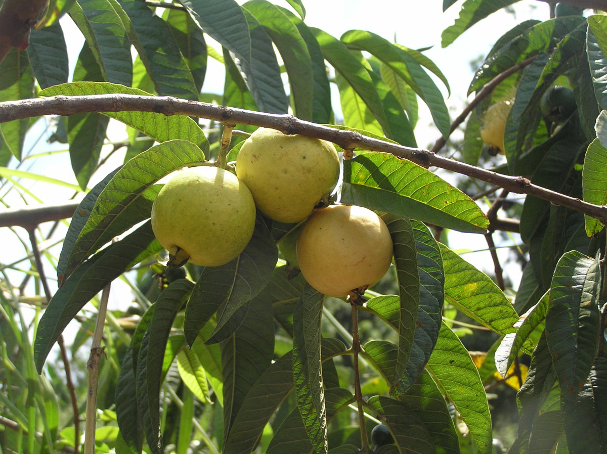 Psidium guajava , guayabo, guayaba, guayaba manzana. Foto: Jorge Renteria, CDF, 2005.