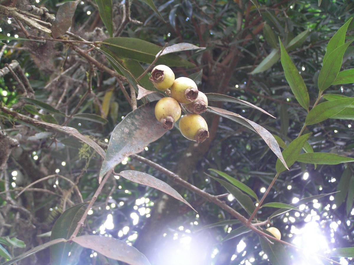 Syzygium jambos , malabar plum, plum rose, rose apple. Photo: Susana Chamorro, CDF, 2006.