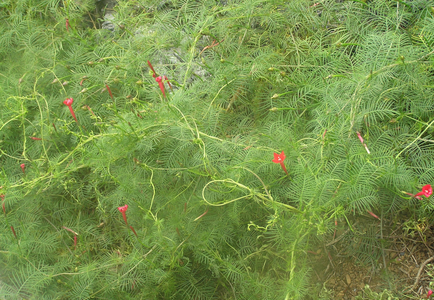 Ipomoea quamoclit , cypressvine, cardinal climber,star glory. Photo: Susana Chamorro, CDF, 2005.