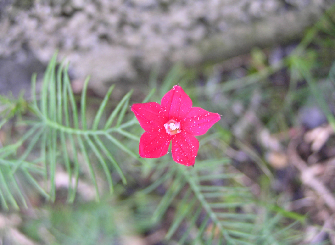 Ipomoea quamoclit in Isabela Island, Galapagos. Photo: Susana Chamorro, CDF, 2005.