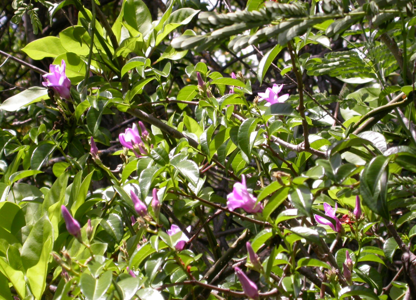 Caucho de la India en la Isla Santa Cruz, Galápagos. Foto: Susana Chamorro, CDF, 2004.