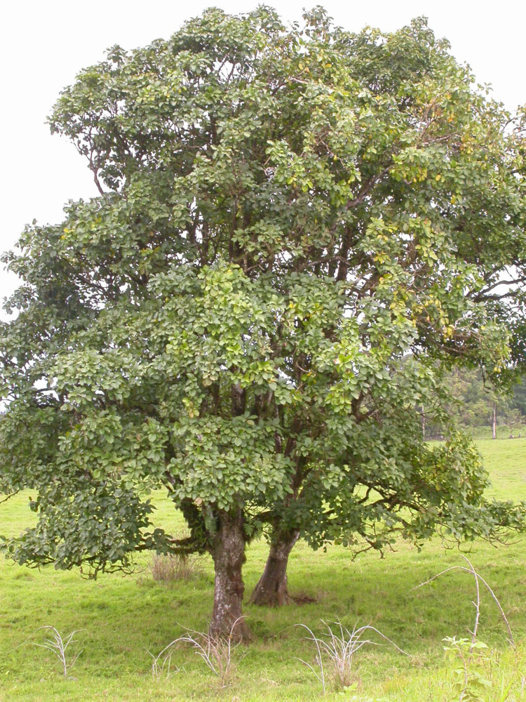 Avocado tree in Santa Cruz Island, Galapagos. Photo: Jorge Renteria, CDF, 2004.