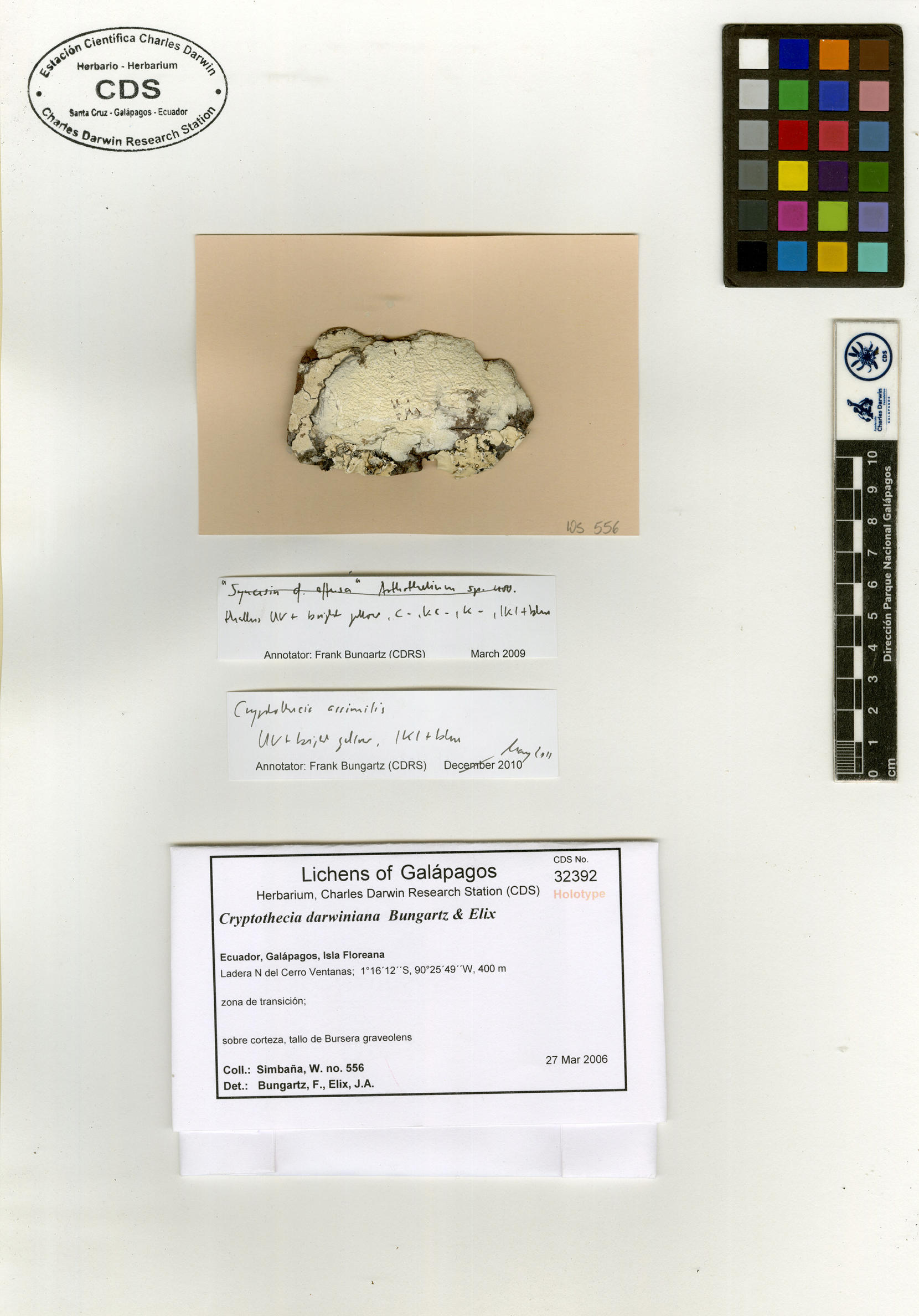 Cryptothecia darwiniana Photo: CDS.