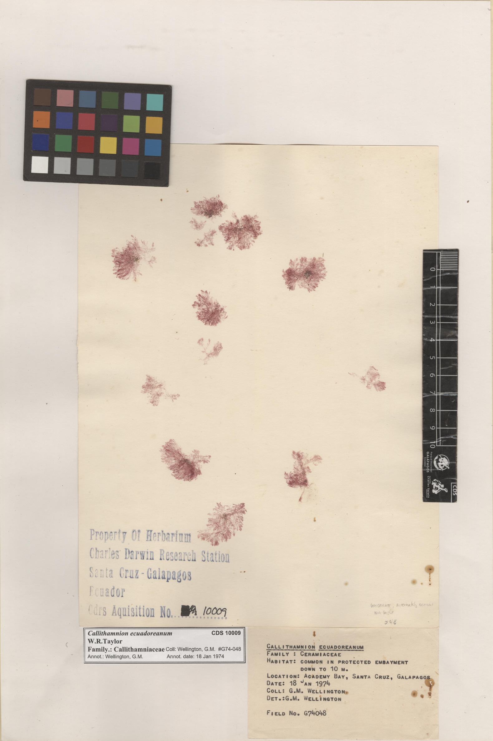 Callithamnion ecuadoreanum , CDS specimen herbarium. Photo: Bravo, L..
