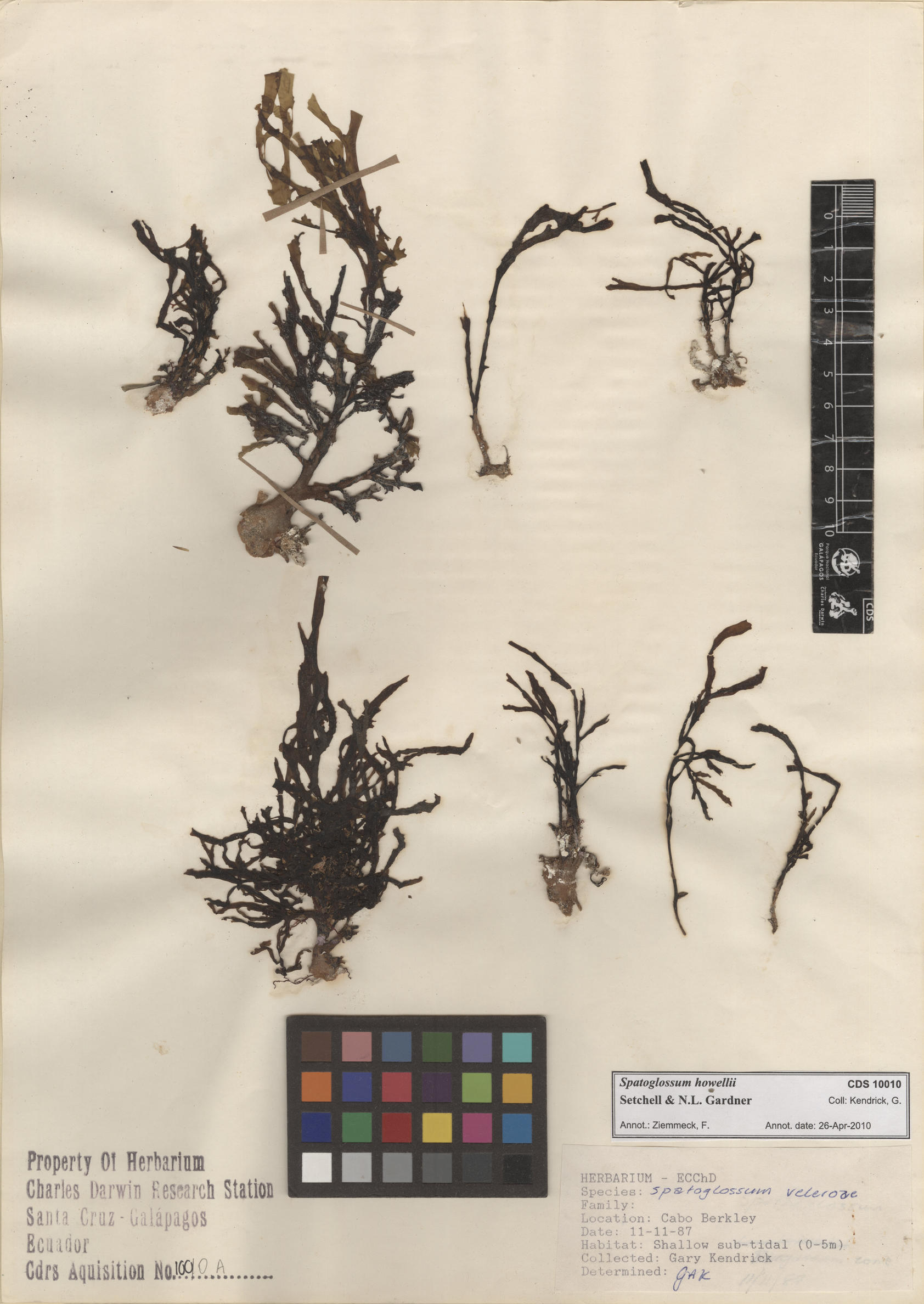 Spatoglossum howellii , CDS specimen herbarium. Photo: Bravo, L..