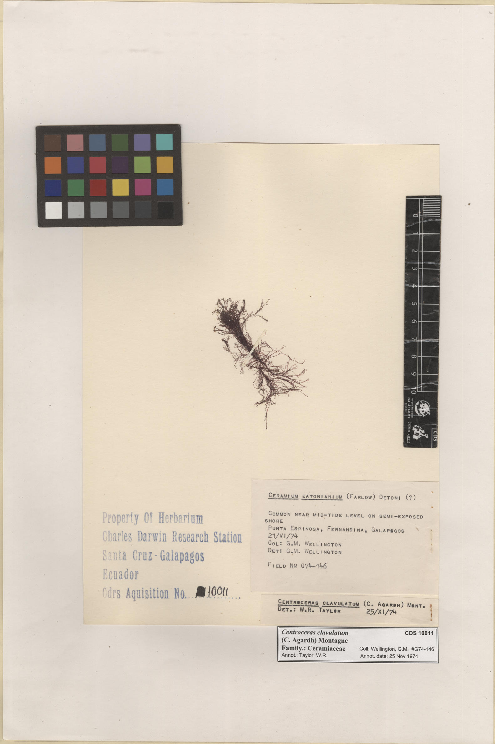  Centroceras clavulatum , CDS specimen herbarium. Photo: Bravo, L..