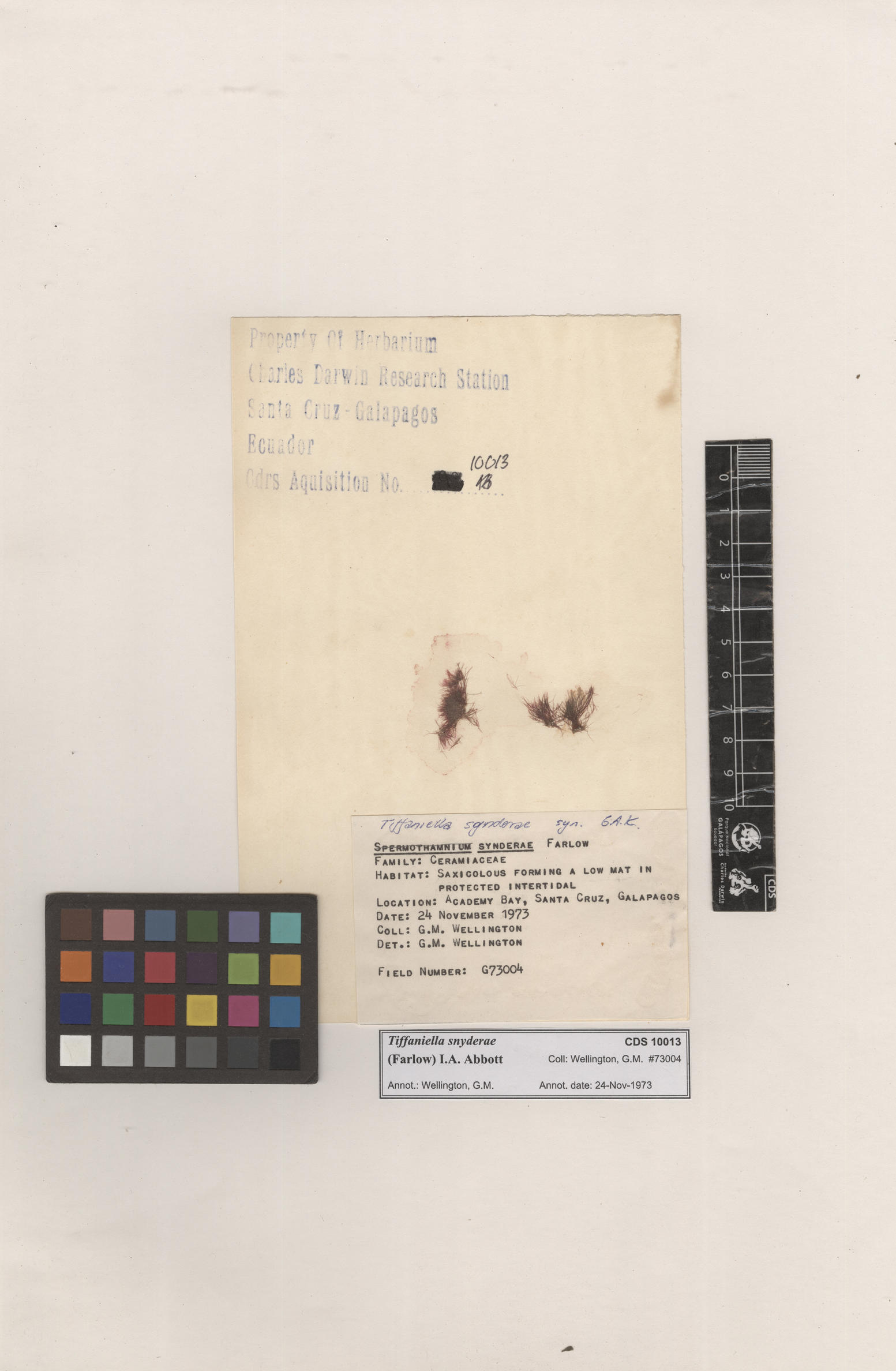  Tiffaniella snyderae , CDS specimen herbarium. Photo: Bravo, L..