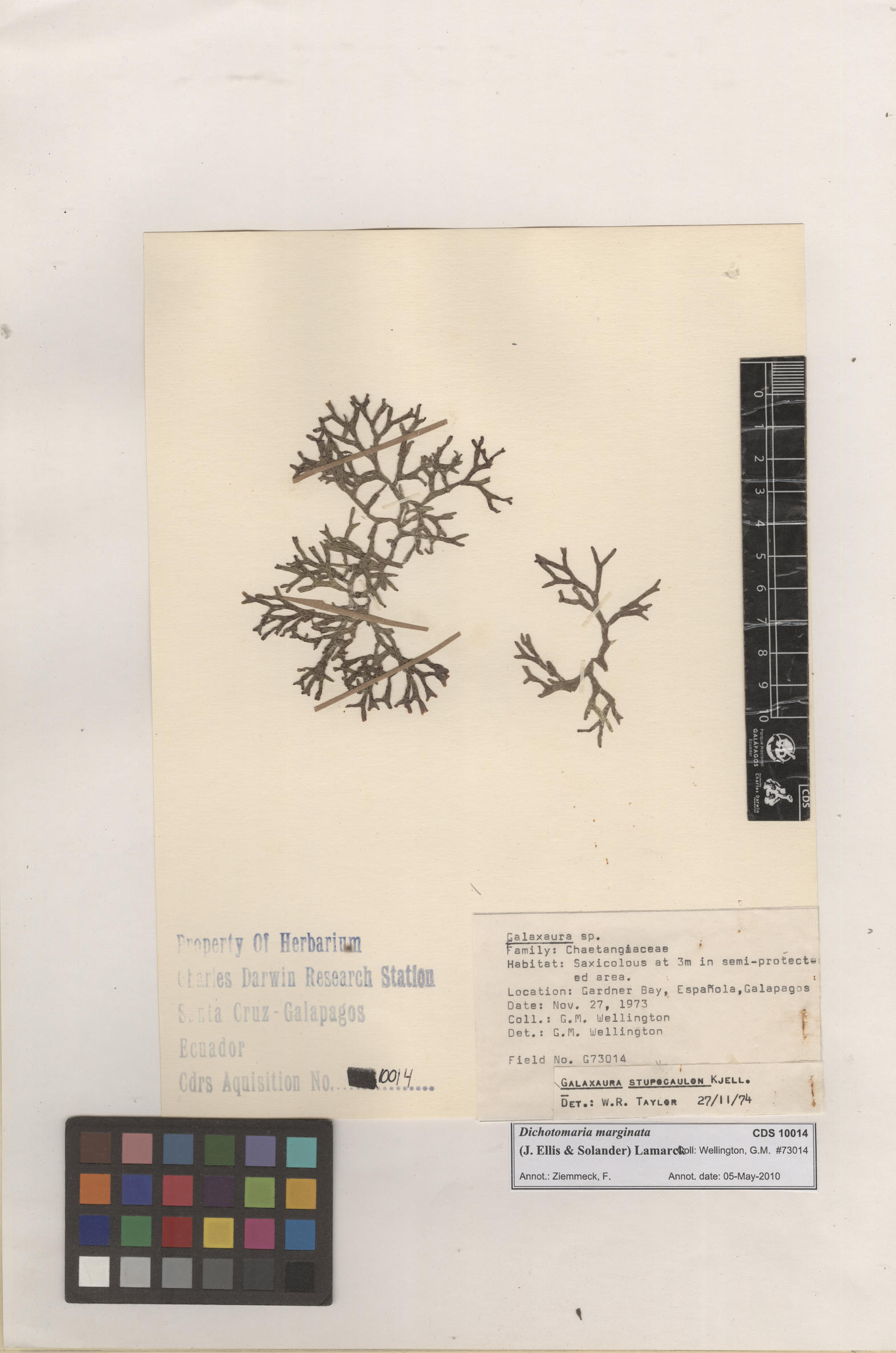  Dichotomaria marginata , CDS specimen herbarium. Photo: Bravo, L..