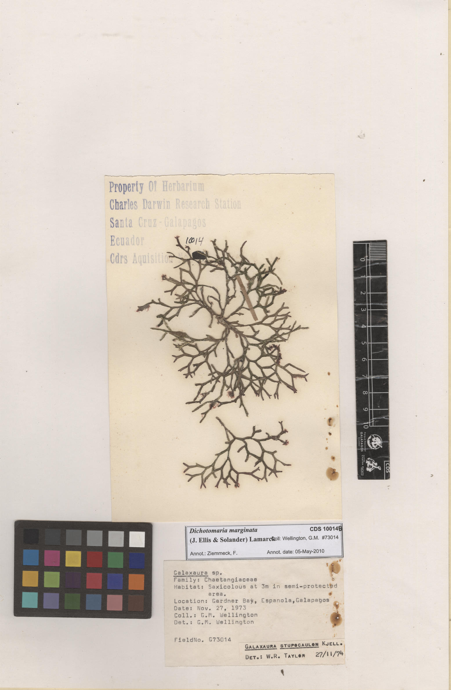  Dichotomaria marginata , CDS specimen herbarium. Photo: Bravo, L..