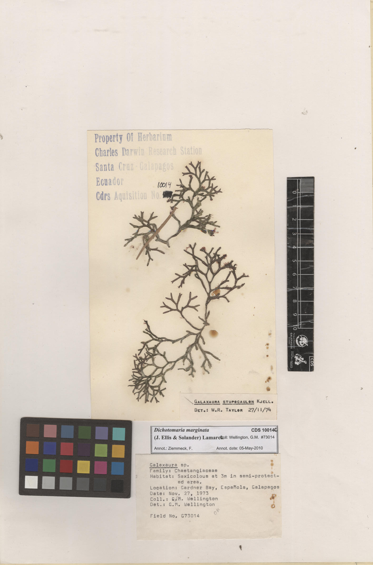  Dichotomaria marginata , CDS specimen herbarium. Photo: Bravo, L..