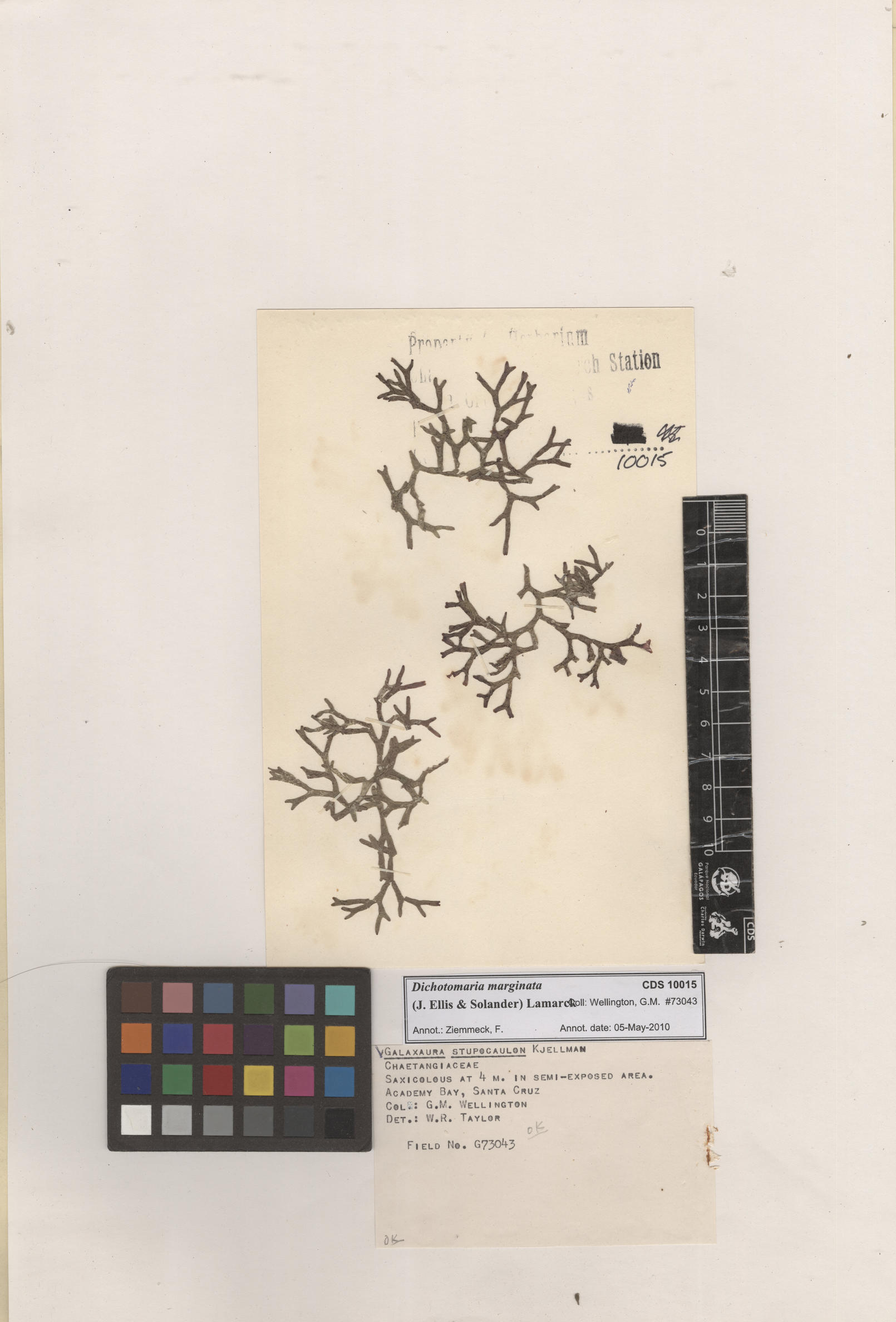  Dichotomaria marginata , CDS specimen herbarium. Photo: Bravo, L..