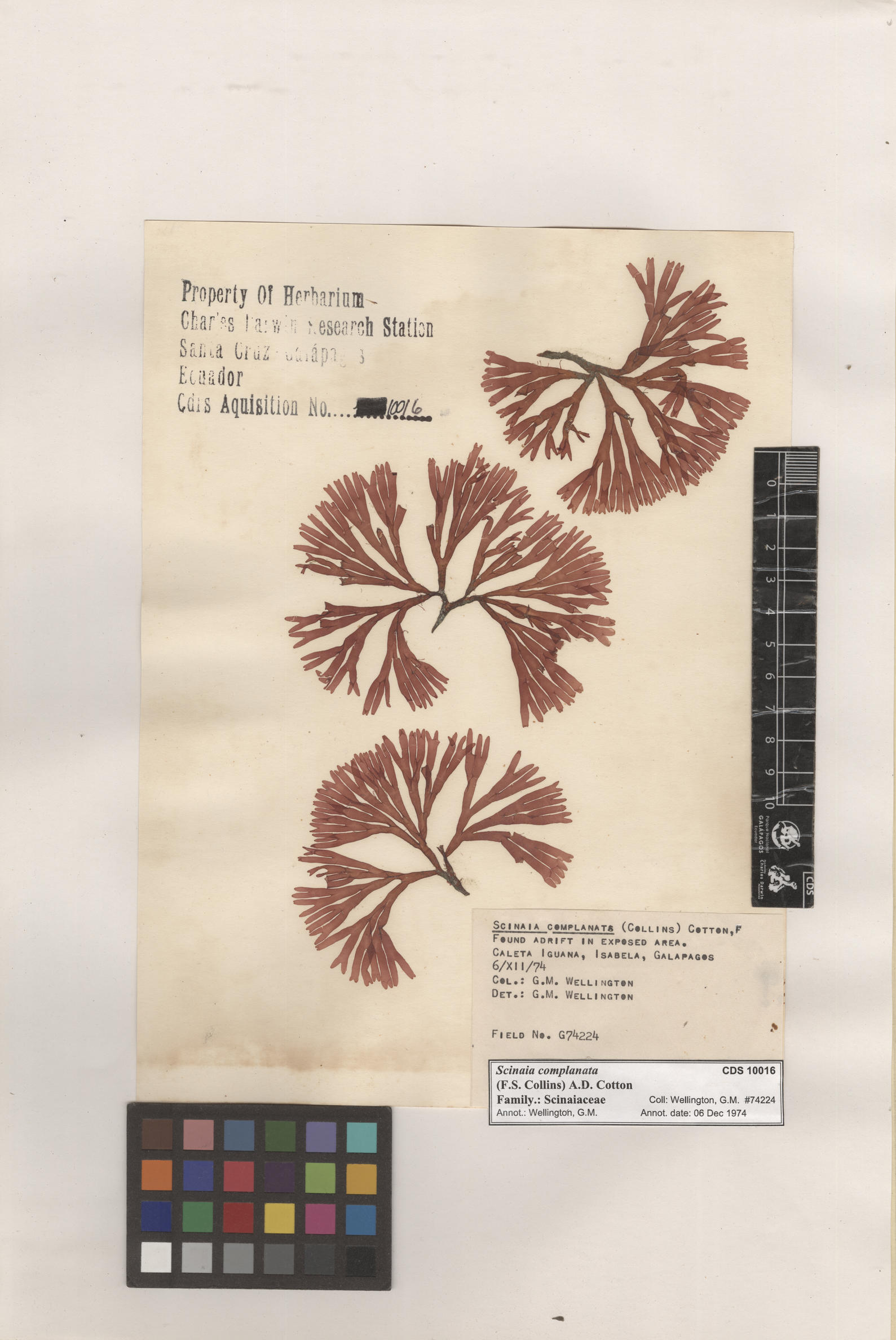  Scinaia complanata , CDS specimen herbarium. Photo: Bravo, L..