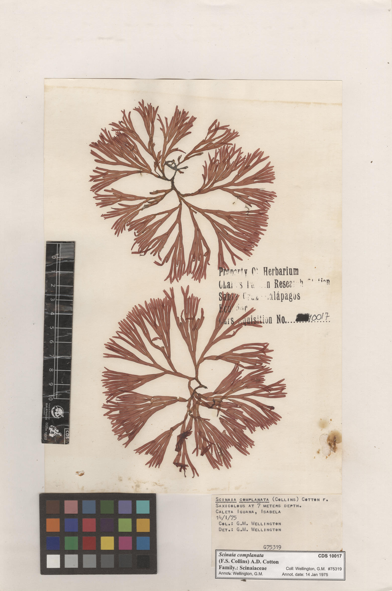  Scinaia complanata , CDS specimen herbarium. Photo: Bravo, L..