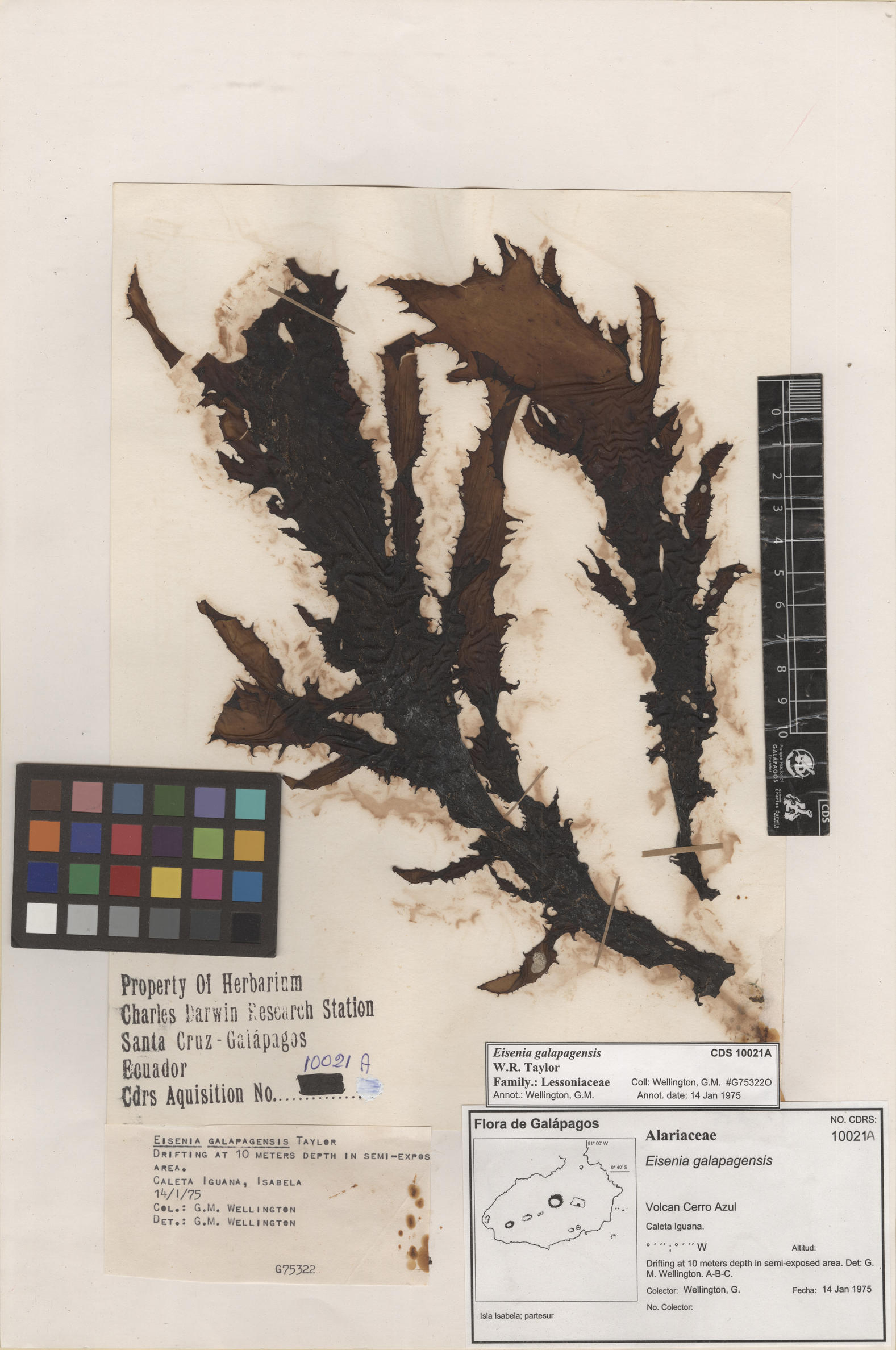  Eisenia galapagensis , CDS specimen herbarium. Photo: Bravo, L..