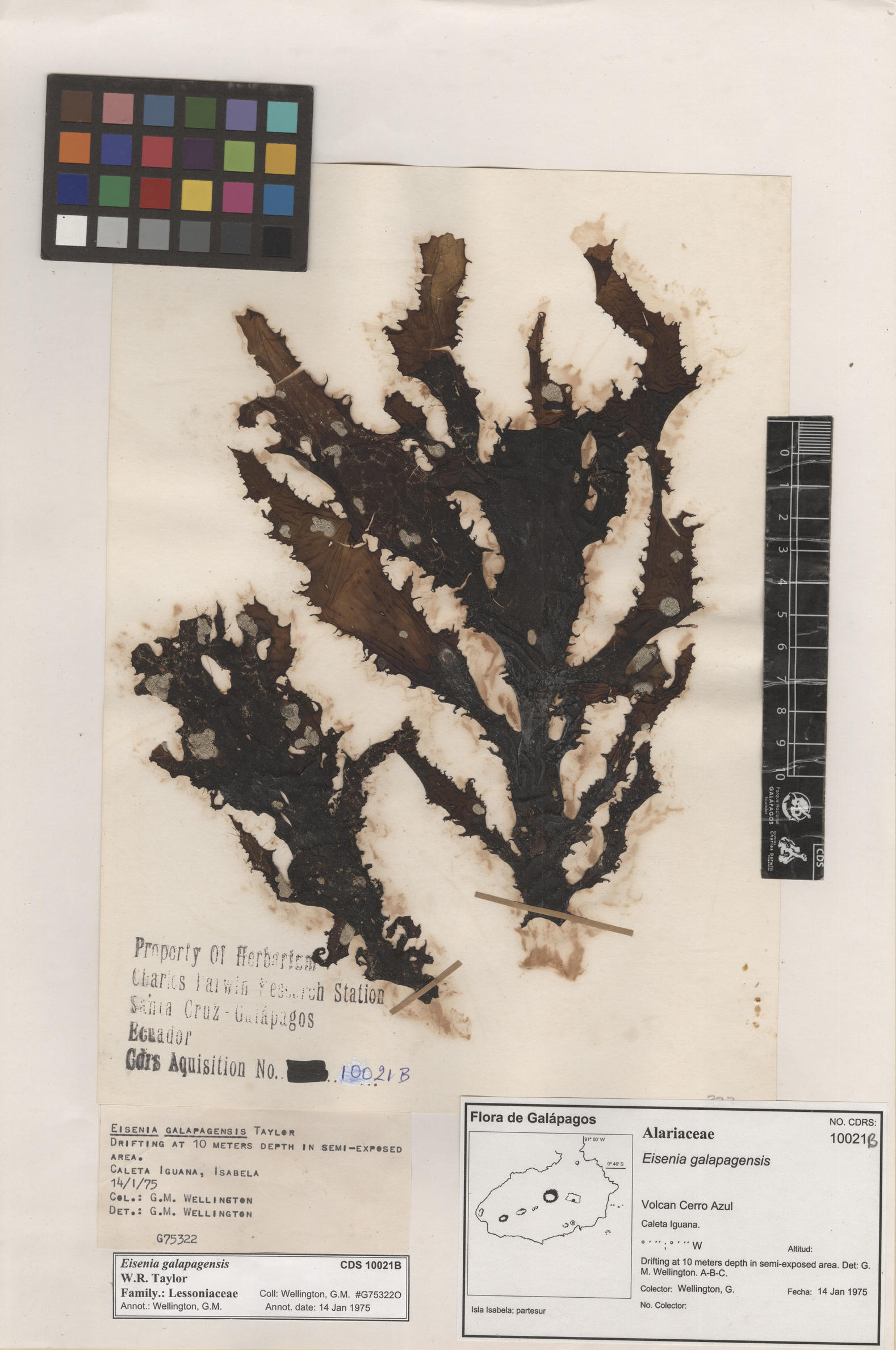  Eisenia galapagensis , CDS especimen de herbario. Foto: Bravo, L..