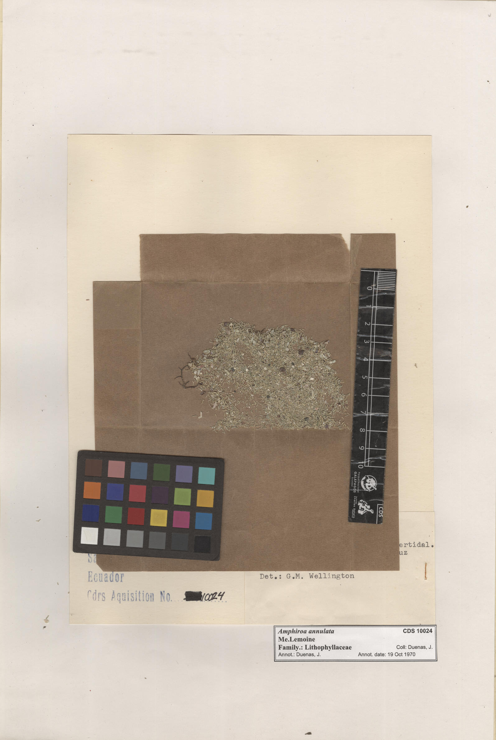  Amphiroa annulata , CDS specimen herbarium. Photo: Bravo, L..