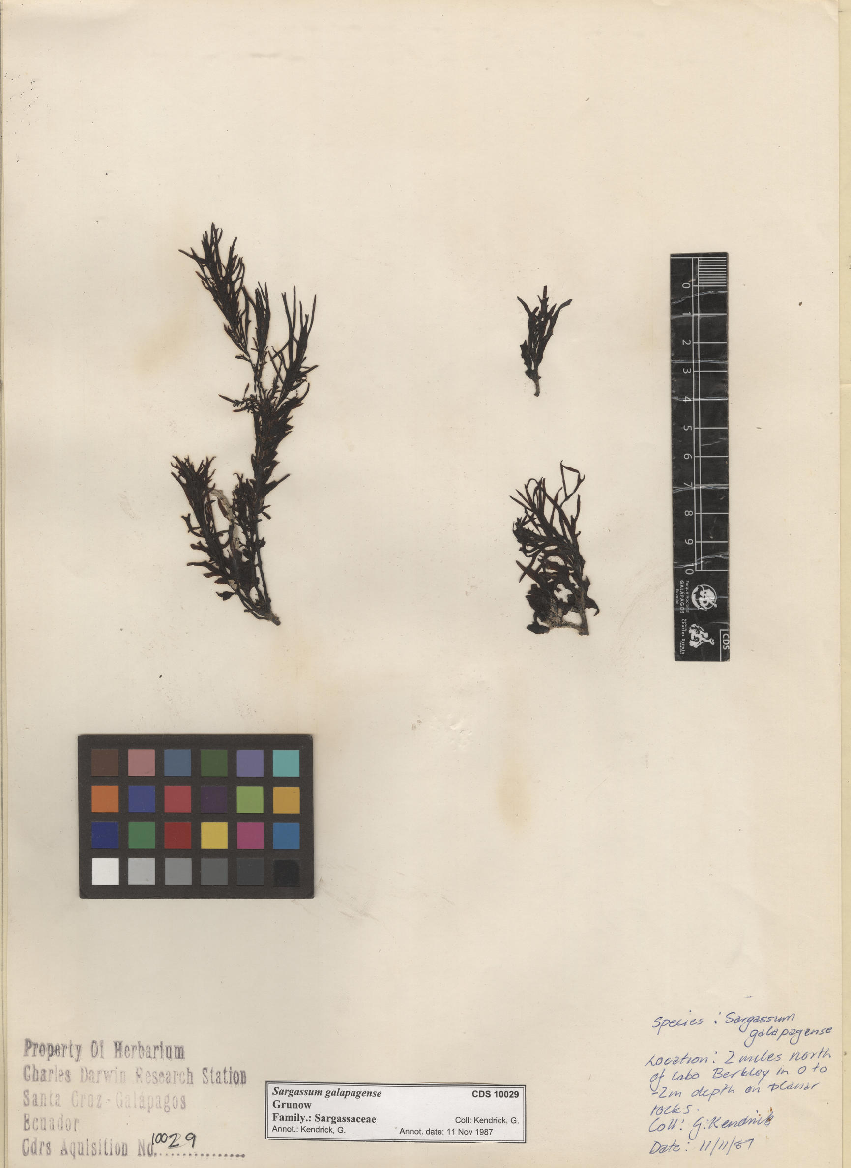 Sargassum galapagense , CDS especimen de herbario. Foto: Bravo, L..