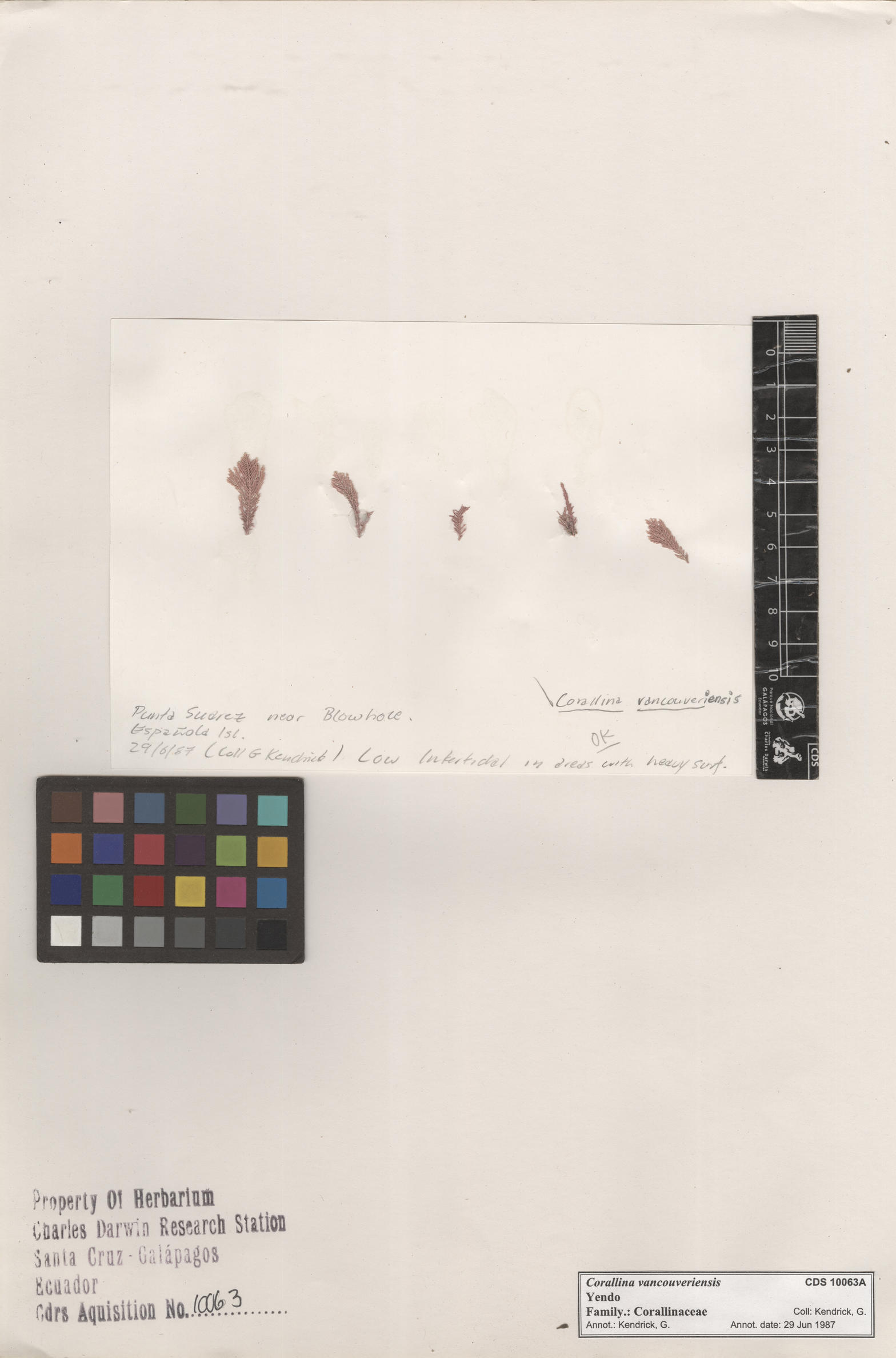 Corallina vancouveriensis , CDS specimen herbarium. Photo: Bravo, L..
