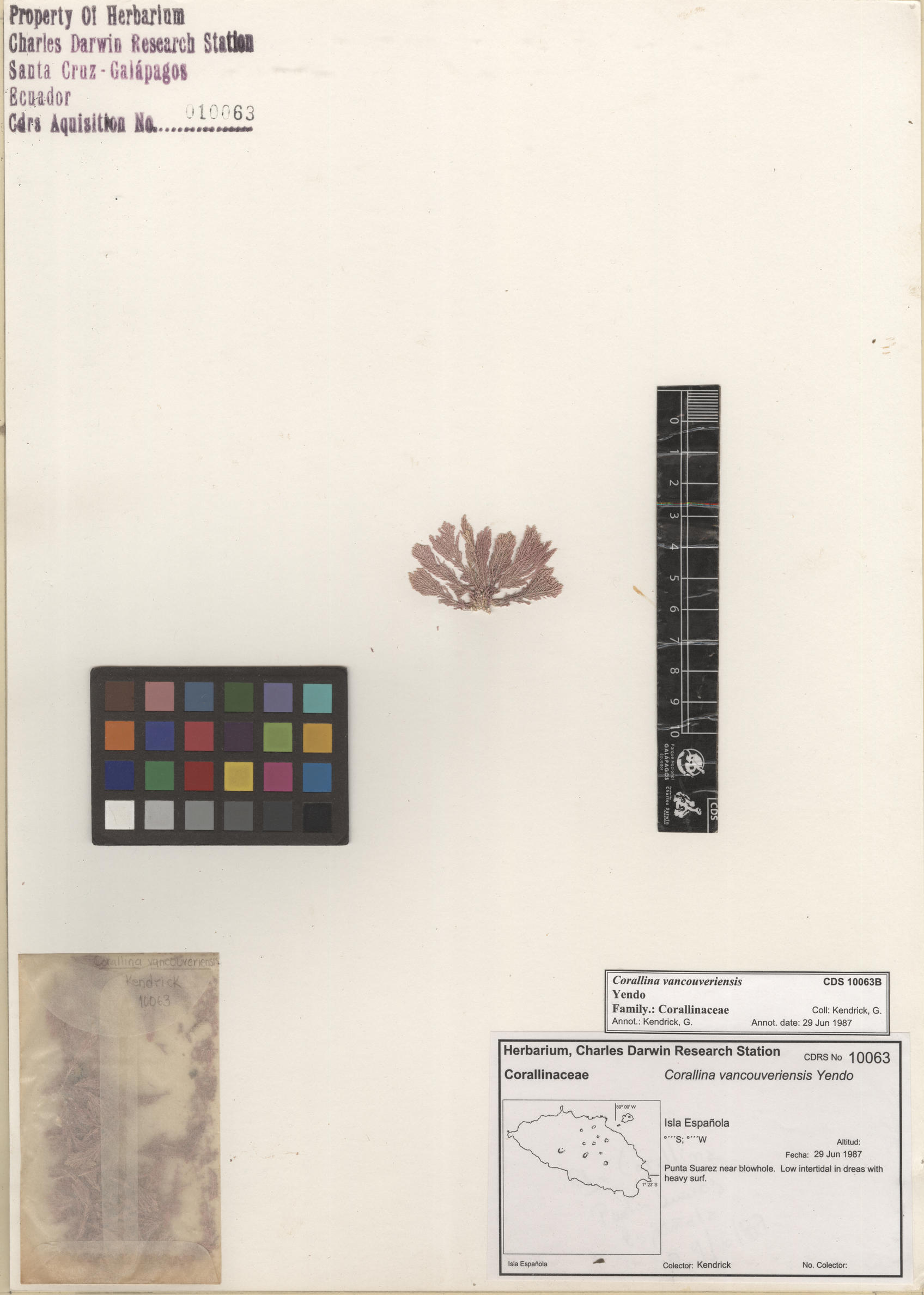 Corallina vancouveriensis , CDS specimen herbarium. Photo: Bravo, L..