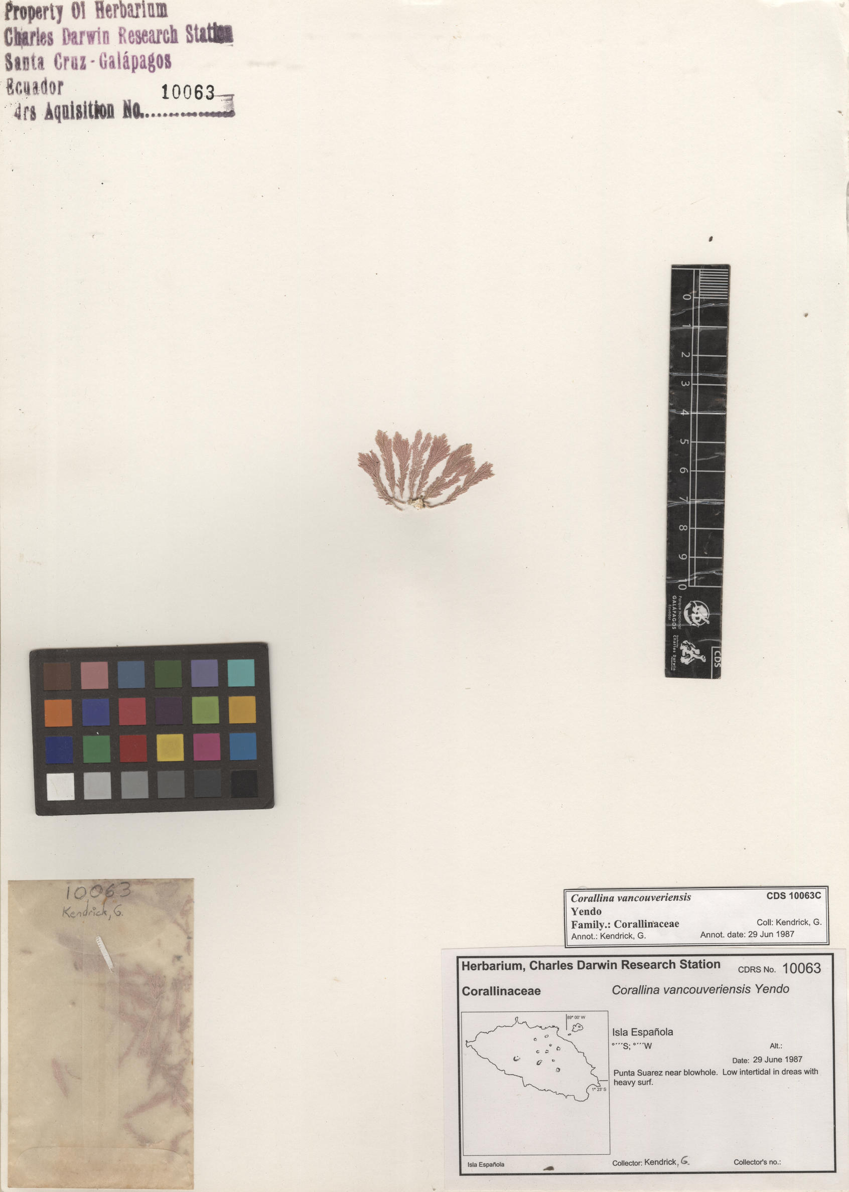 Corallina vancouveriensis , CDS specimen herbarium. Photo: Bravo, L..