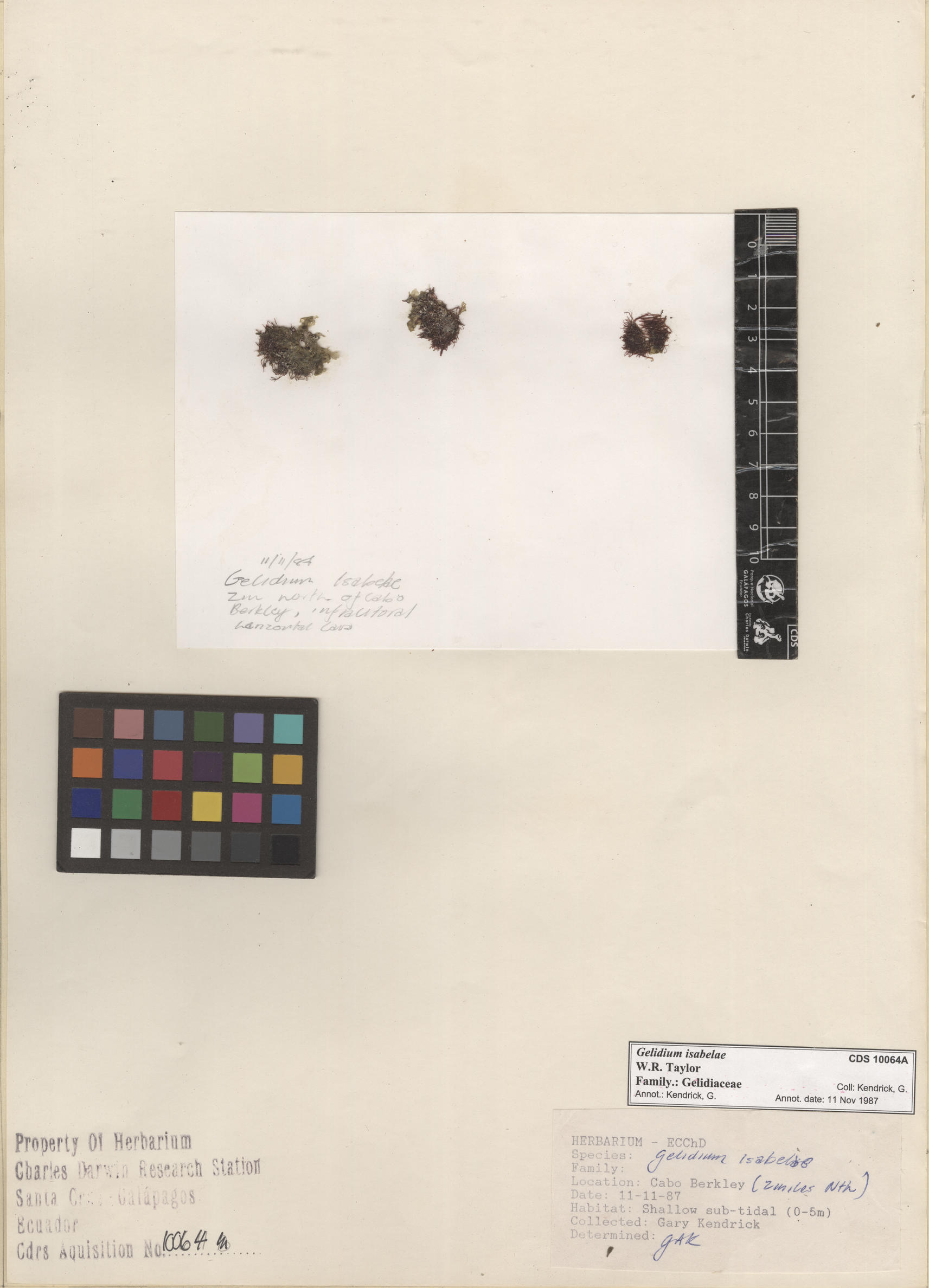  Gelidium isabelae , CDS specimen herbarium. Photo: Bravo, L..