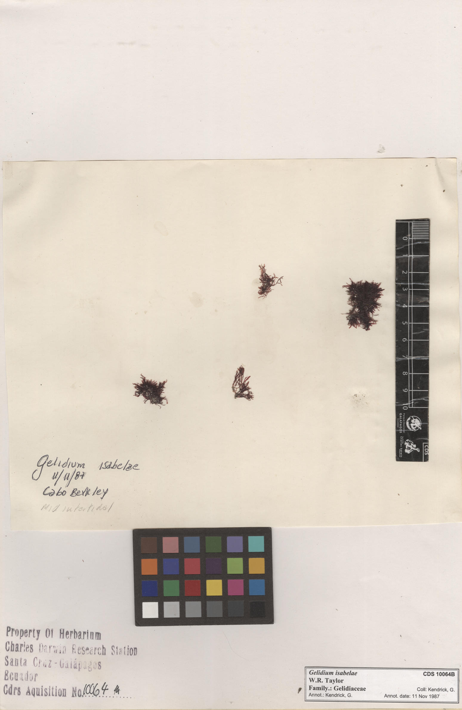  Gelidium isabelae , CDS specimen herbarium. Photo: Bravo, L..