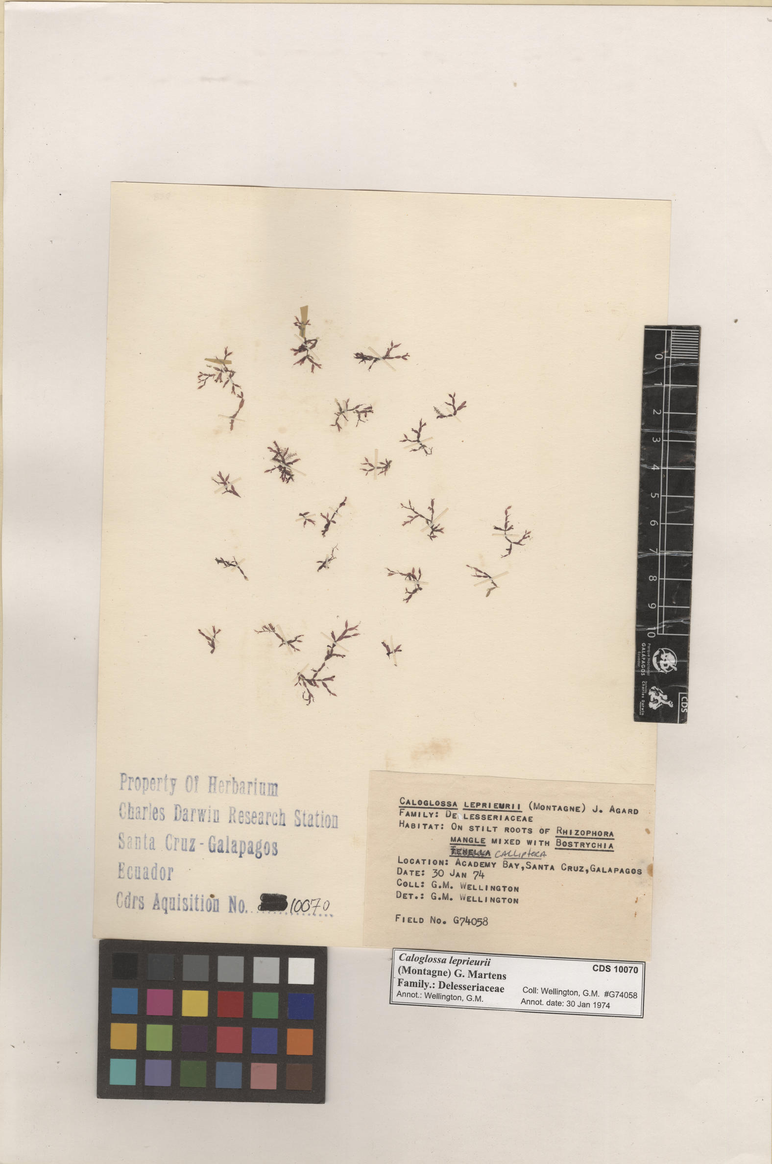  Caloglossa leprieurii , CDS specimen herbarium. Photo: Bravo, L..