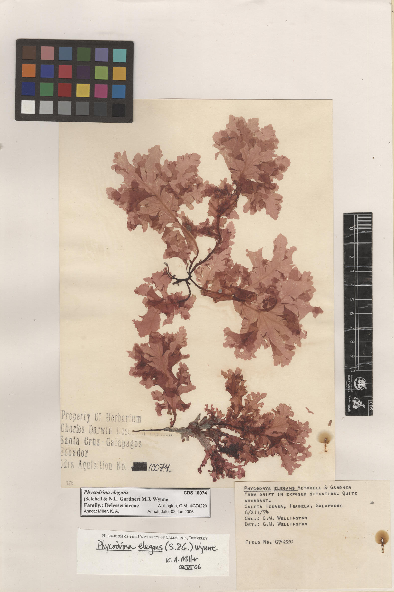  Phycodrina elegans , CDS specimen herbarium. Photo: Bravo, L..