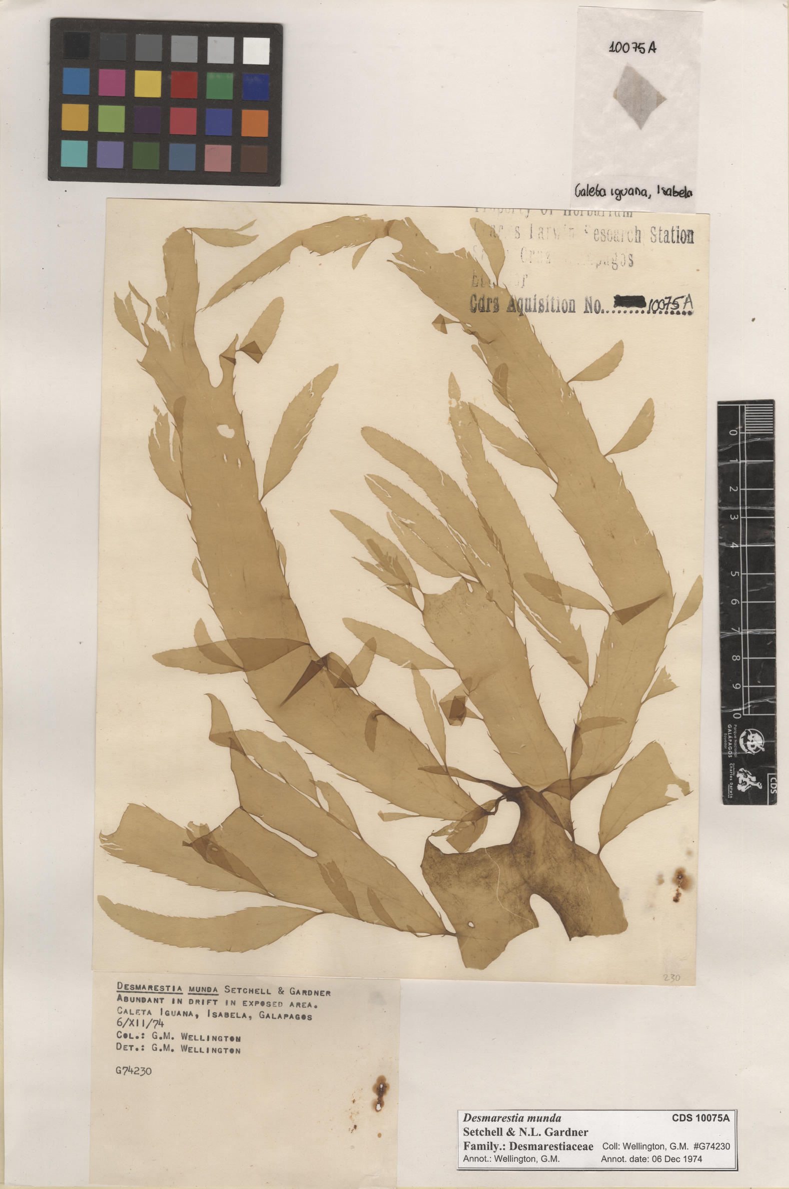  Desmarestia munda , CDS specimen herbarium. Photo: Bravo, L..