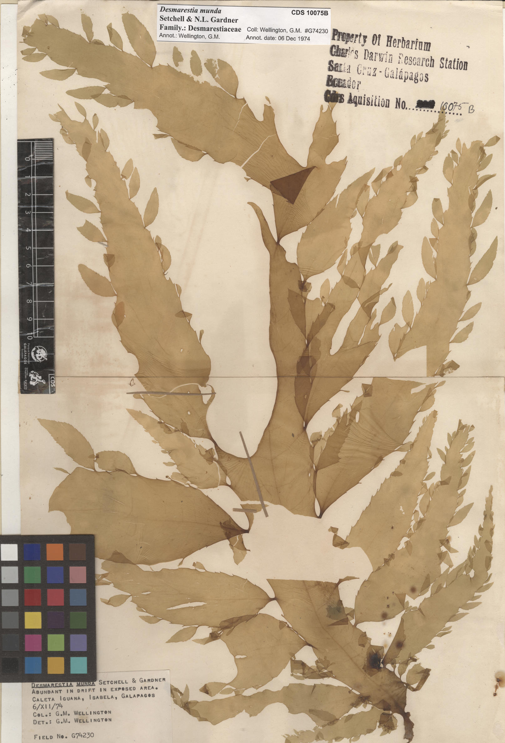  Desmarestia munda , CDS specimen herbarium. Photo: Bravo, L..