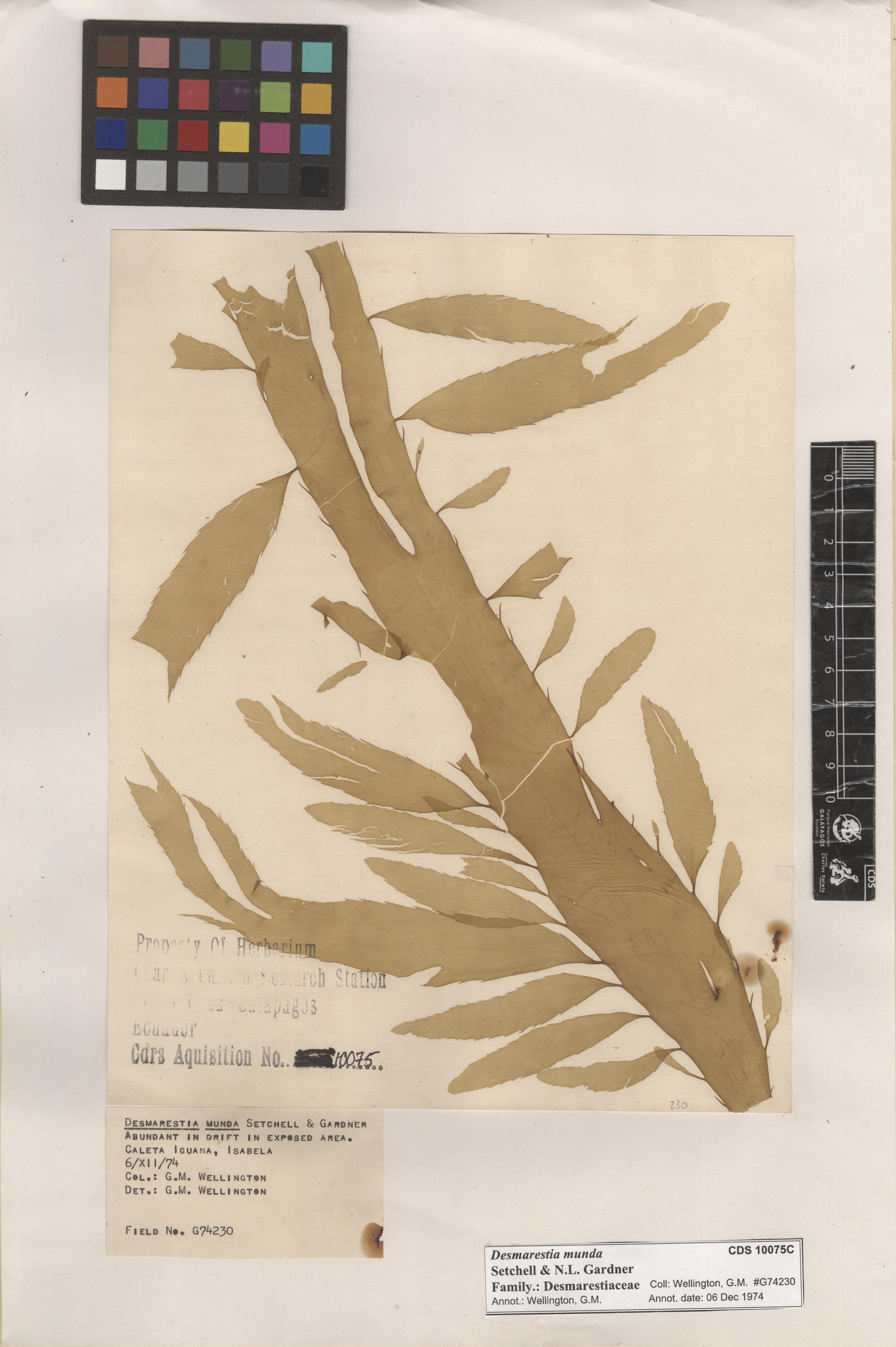  Desmarestia munda , CDS specimen herbarium. Photo: Bravo, L..