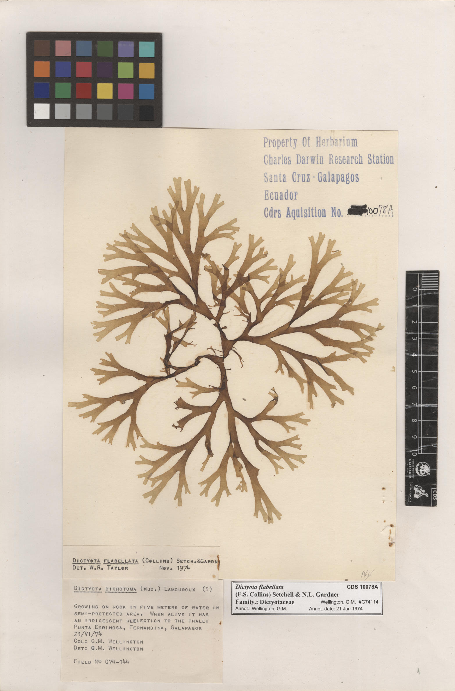 Dictyota flabellata , CDS especimen de herbario. Foto: Bravo, L..