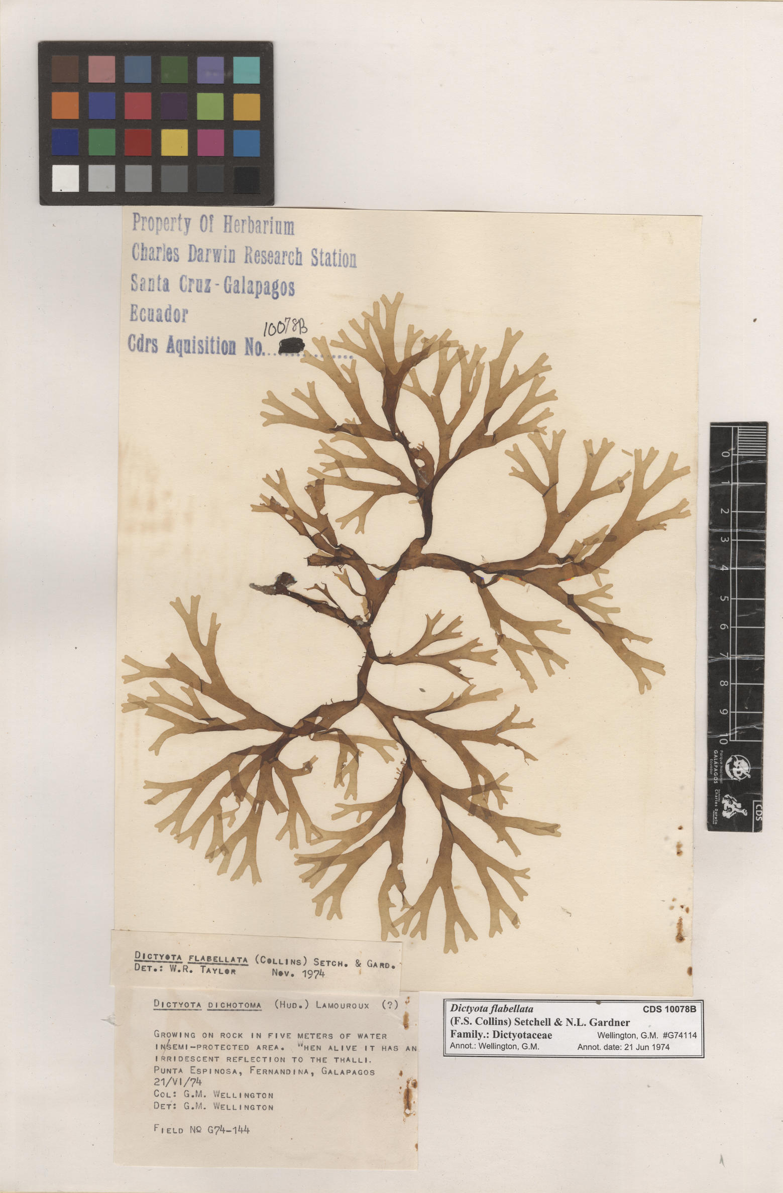 Dictyota flabellata , CDS especimen de herbario. Foto: Bravo, L..