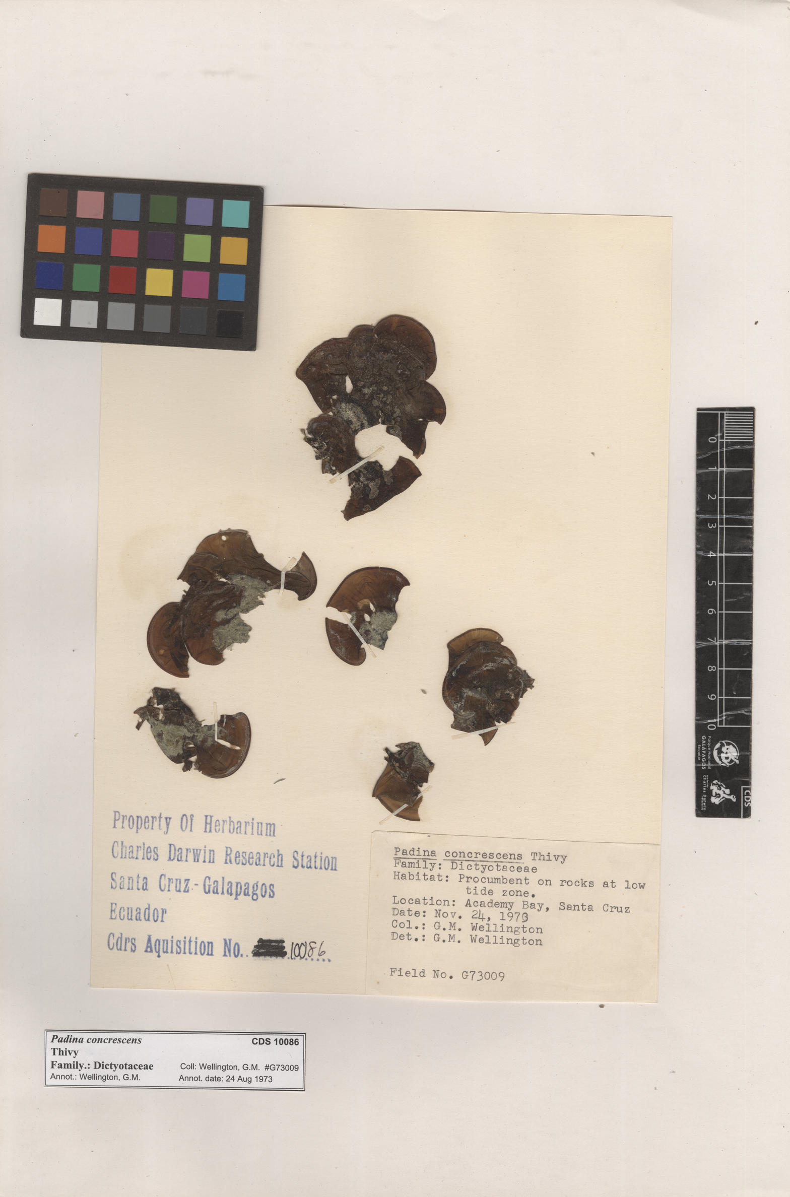 Padina concrescens , CDS specimen herbarium. Photo: Bravo, L..