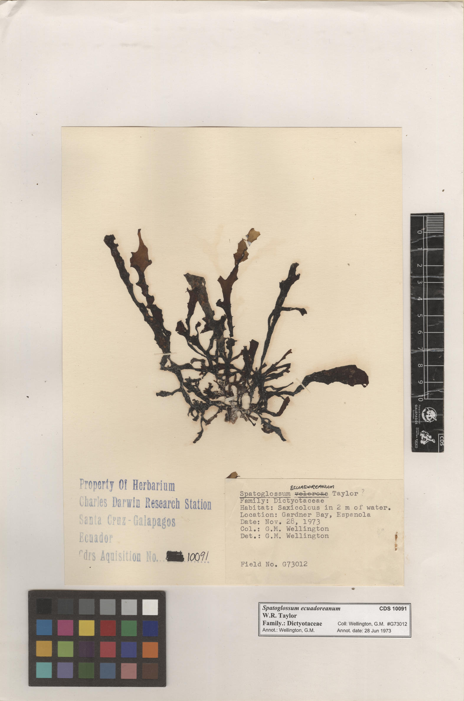  Spatoglossum ecuadoreanum  , CDS specimen herbarium. Photo: Bravo, L..