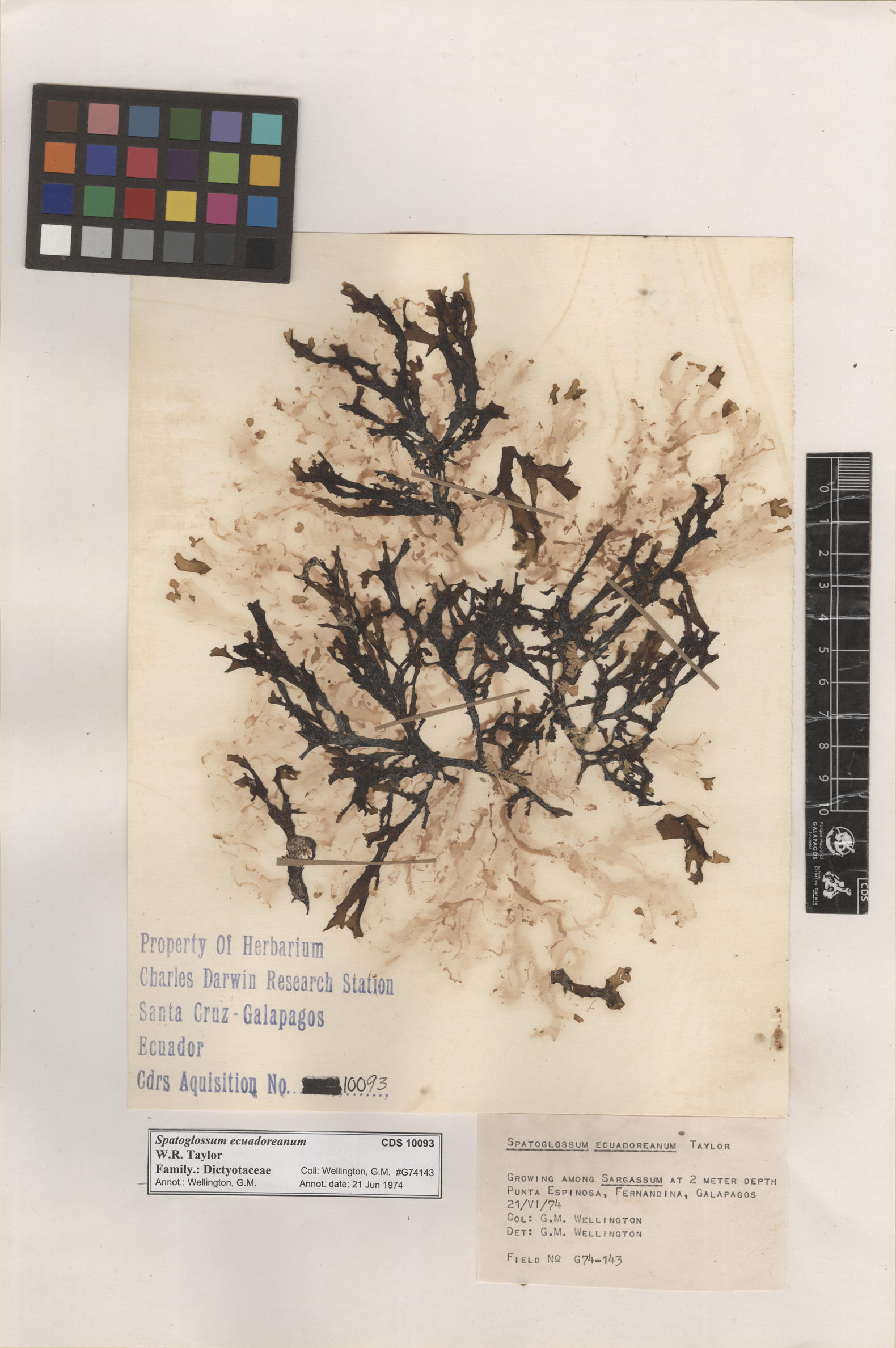  Spatoglossum ecuadoreanum  , CDS specimen herbarium. Photo: Bravo, L..