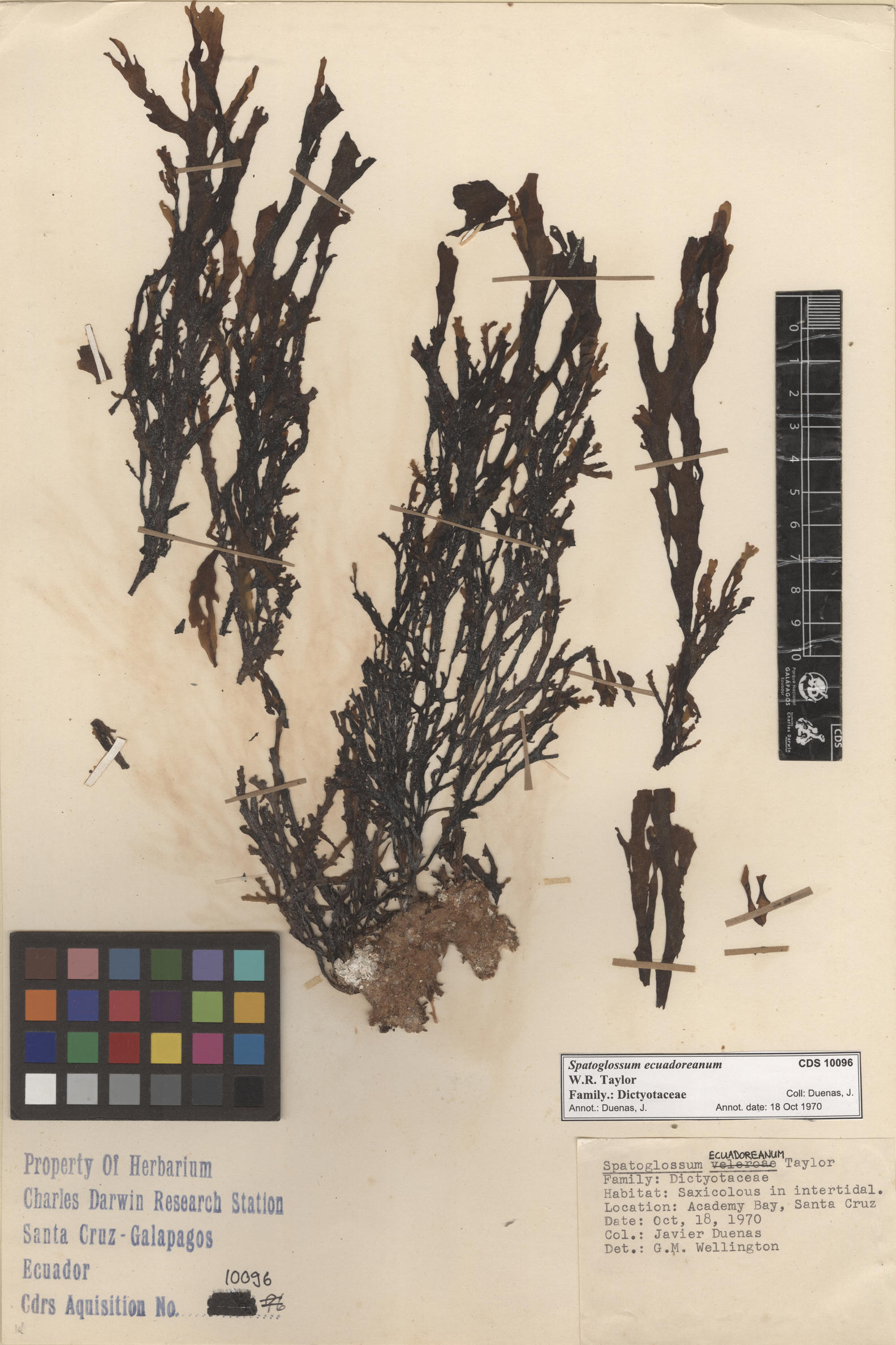  Spatoglossum ecuadoreanum  , CDS specimen herbarium. Photo: Bravo, L..