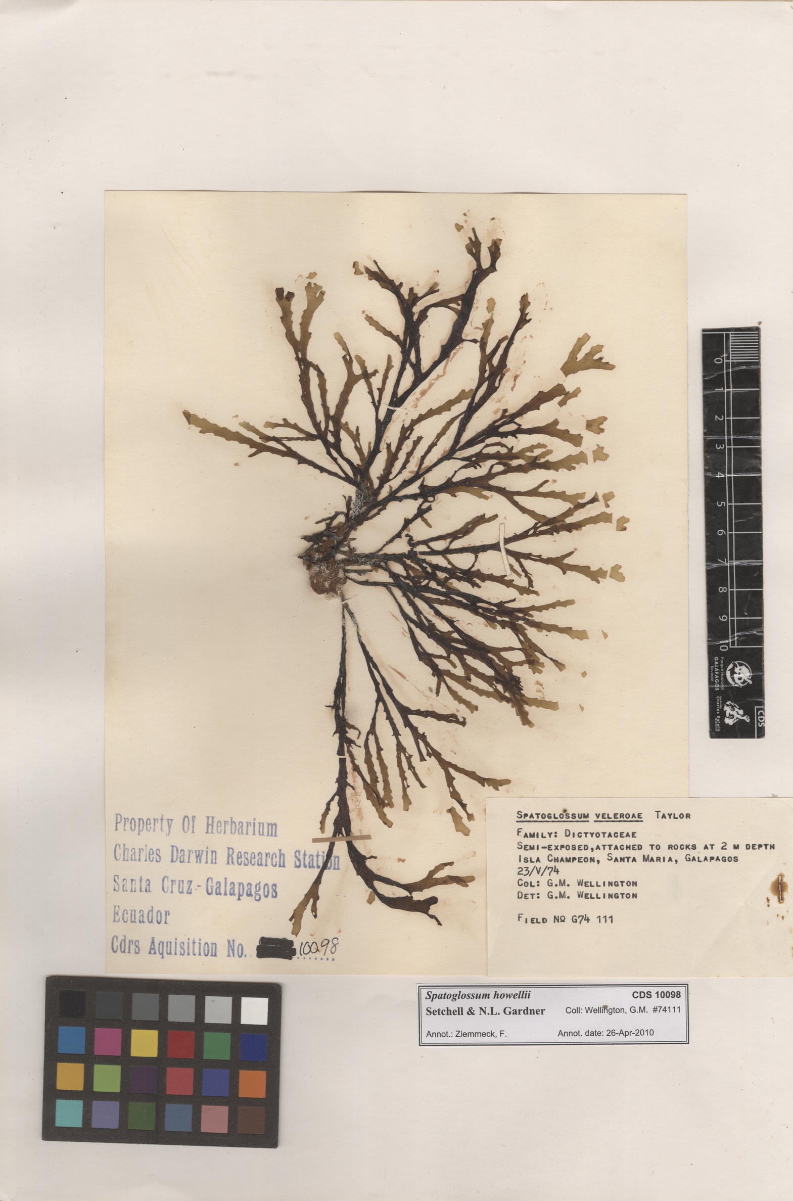 Spatoglossum howellii , CDS specimen herbarium. Photo: Bravo, L..