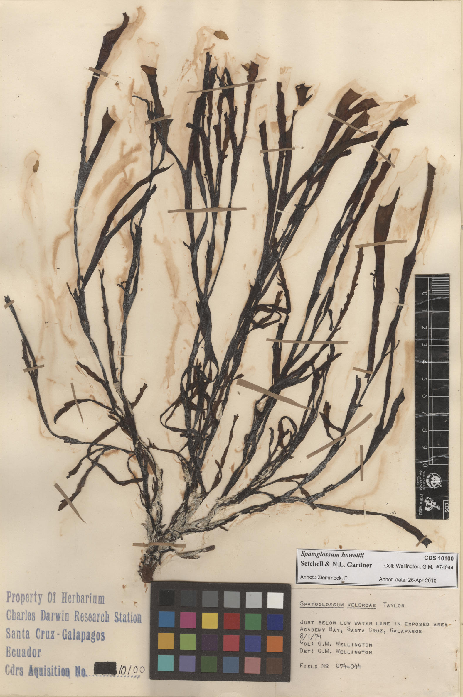 Spatoglossum howellii , CDS specimen herbarium. Photo: Bravo, L..