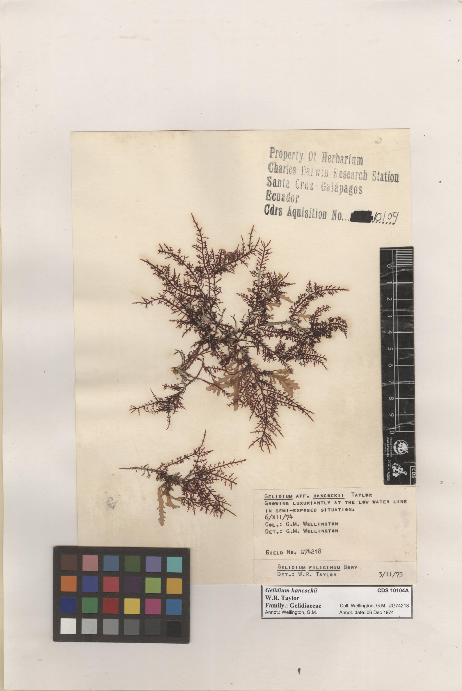  Gelidium hancockii , CDS specimen herbarium. Photo: Bravo, L..