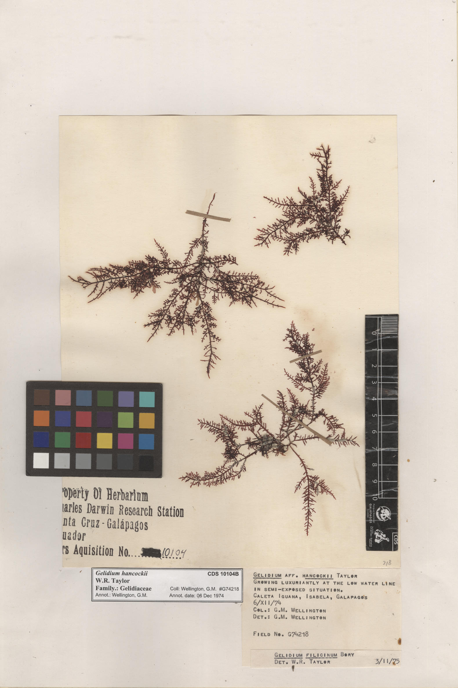  Gelidium hancockii , CDS specimen herbarium. Photo: Bravo, L..