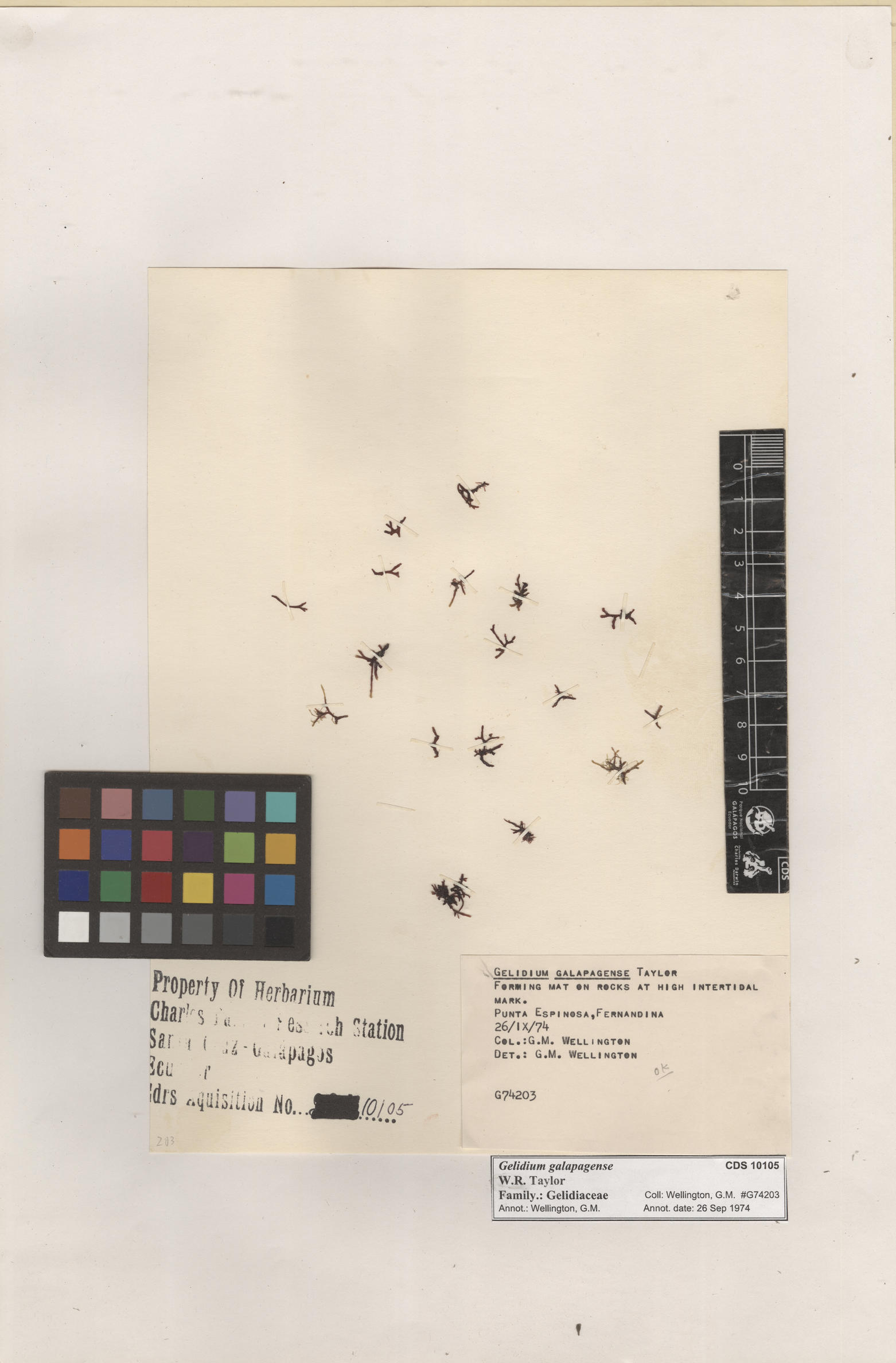  Gelidium galapagense , CDS specimen herbarium. Photo: Bravo, L..