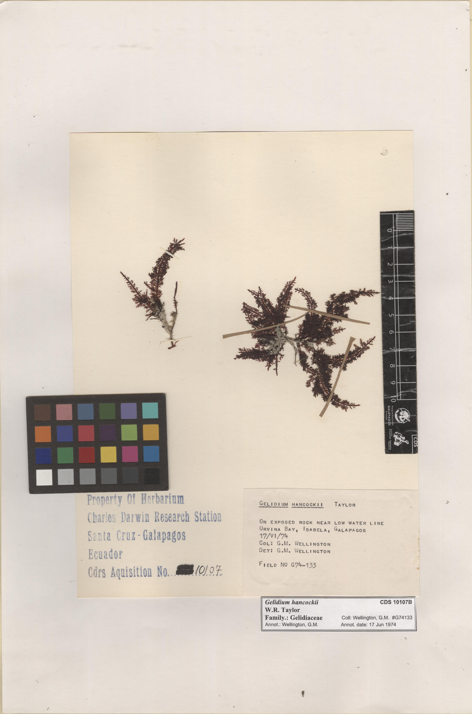  Gelidium hancockii , CDS specimen herbarium. Photo: Bravo, L..