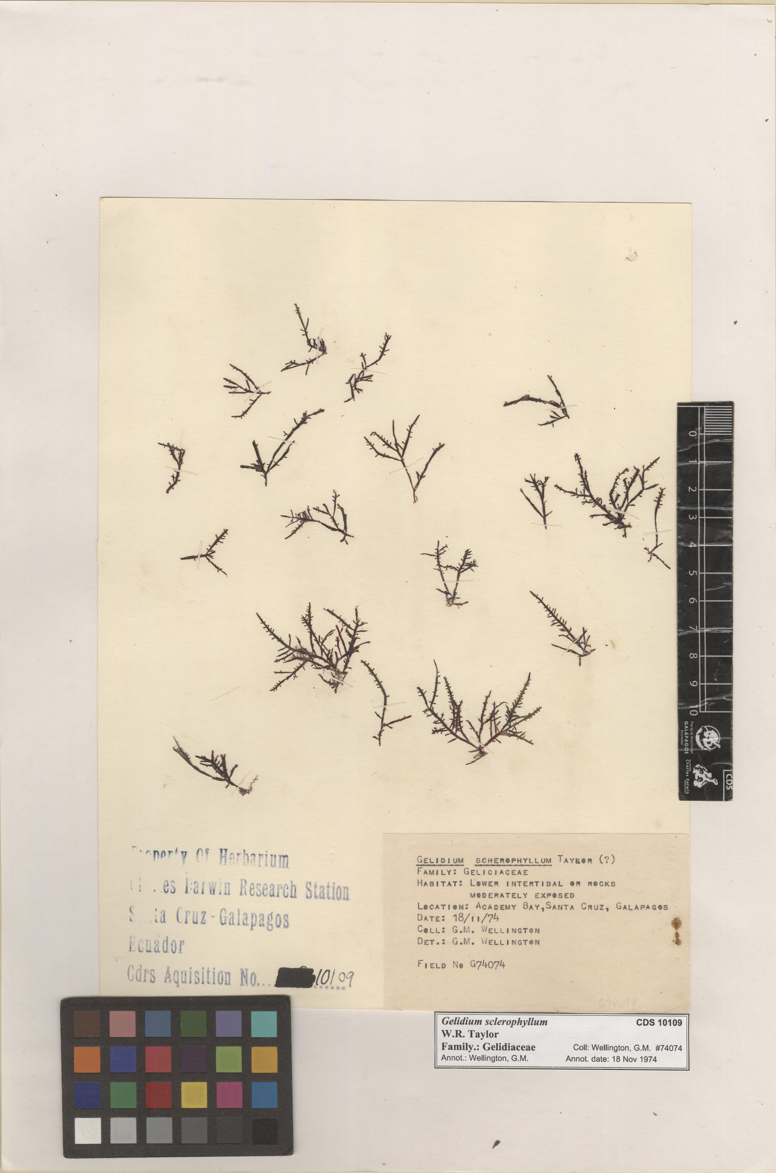  Gelidium sclerophyllum , CDS specimen herbarium. Photo: Bravo, L..