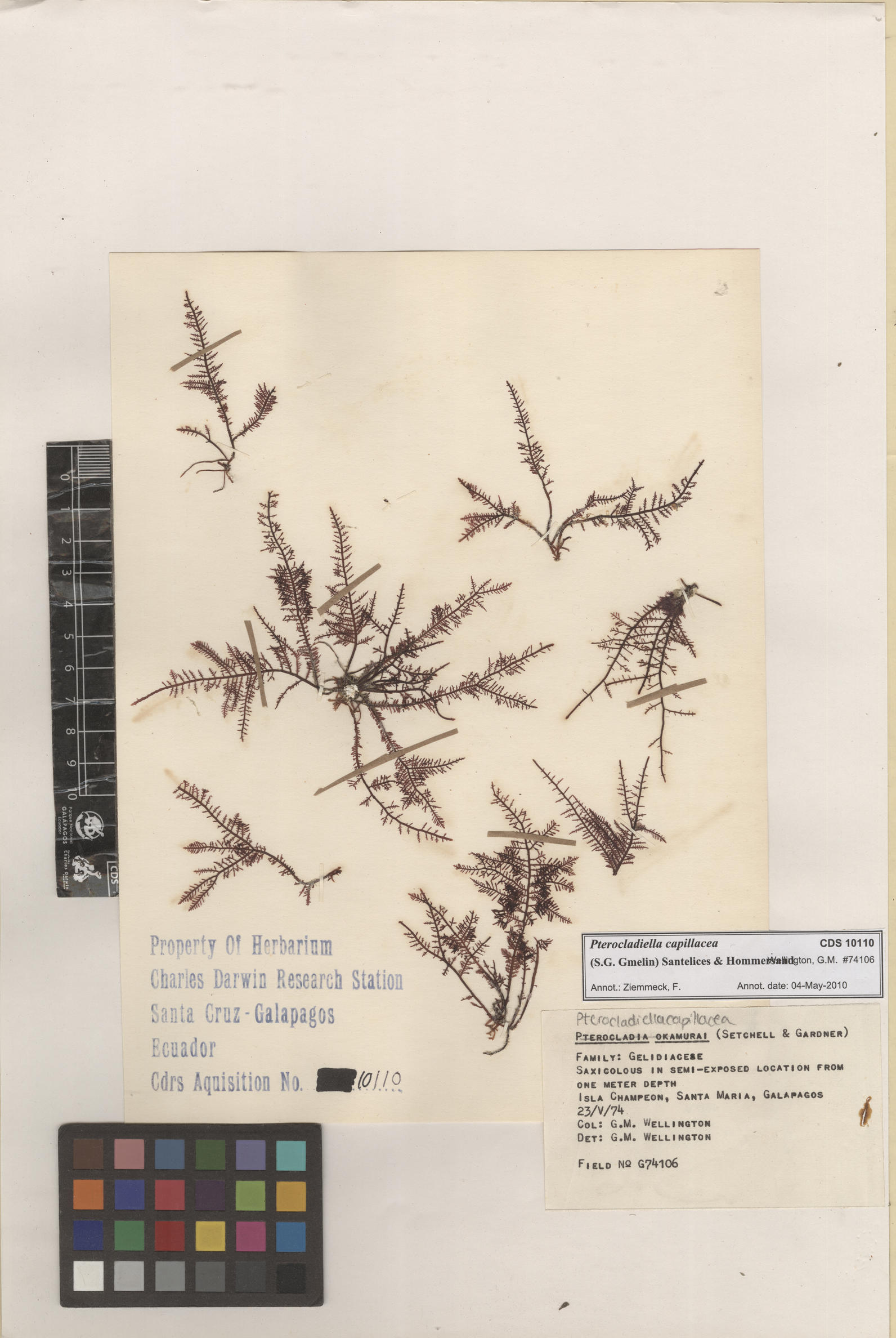 Pterocladiella capillacea , CDS especimen de herbario. Foto: Bravo, L..