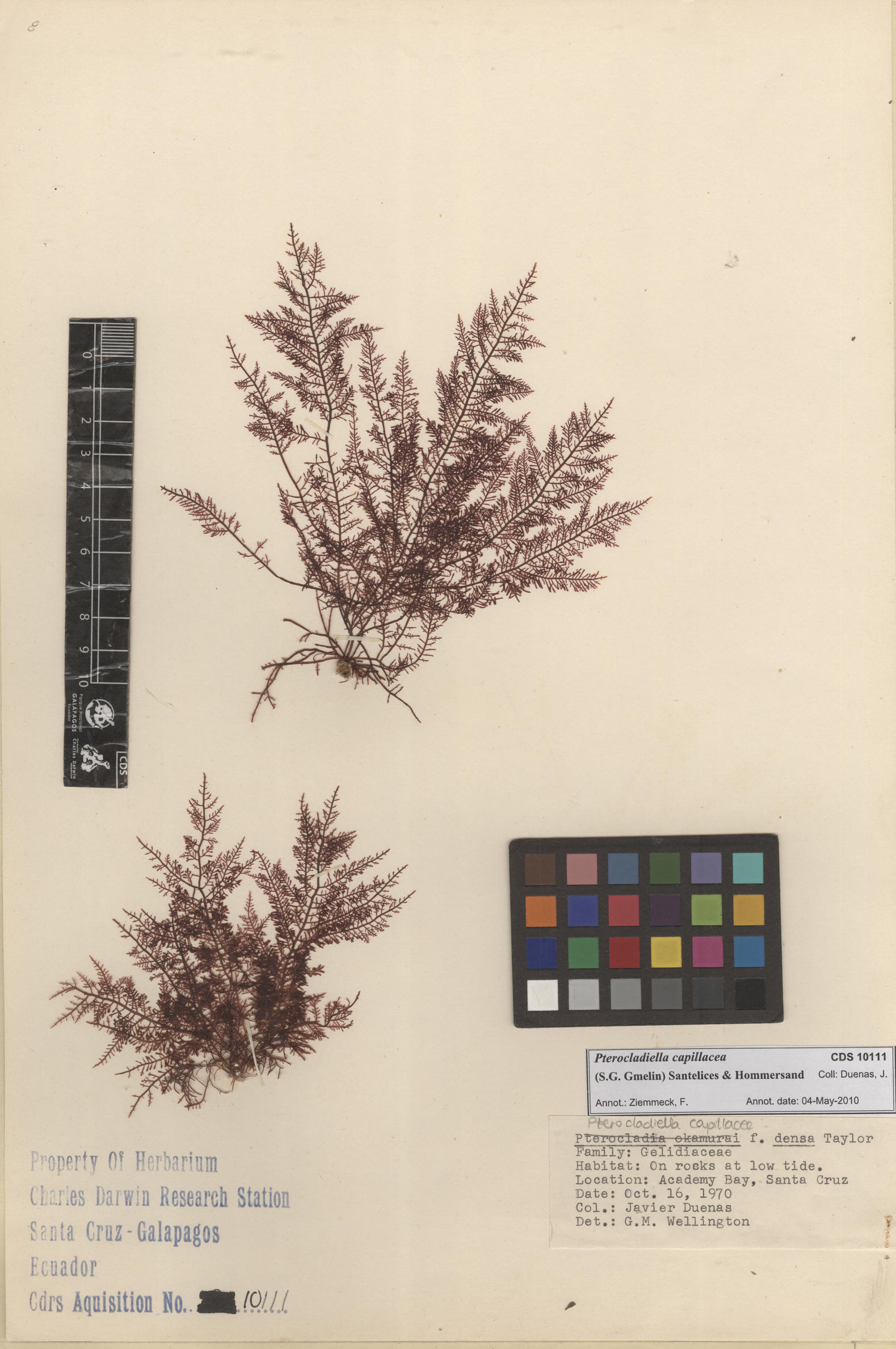 Pterocladiella capillacea , CDS especimen de herbario. Foto: Bravo, L..