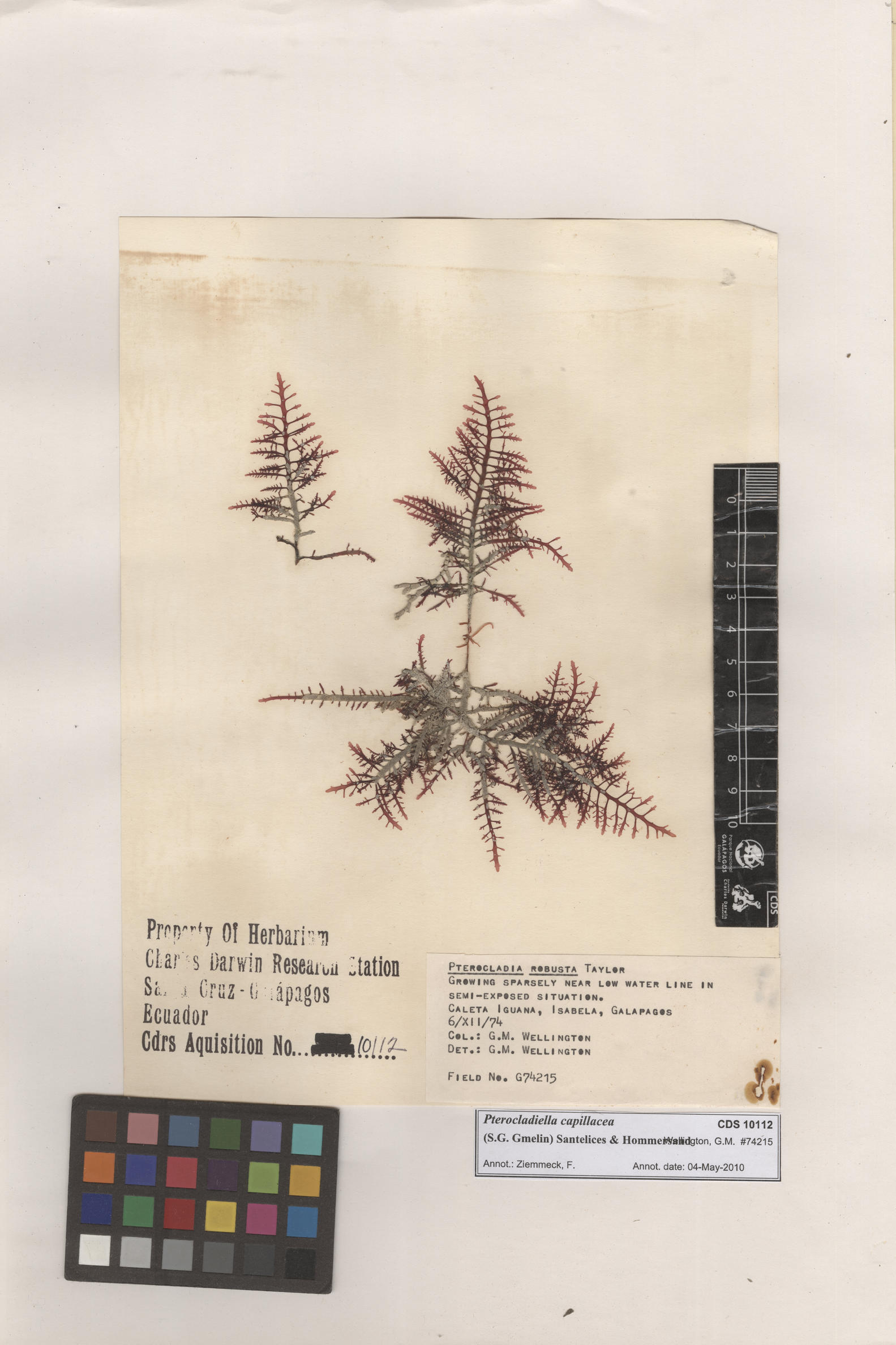 Pterocladiella capillacea , CDS especimen de herbario. Foto: Bravo, L..