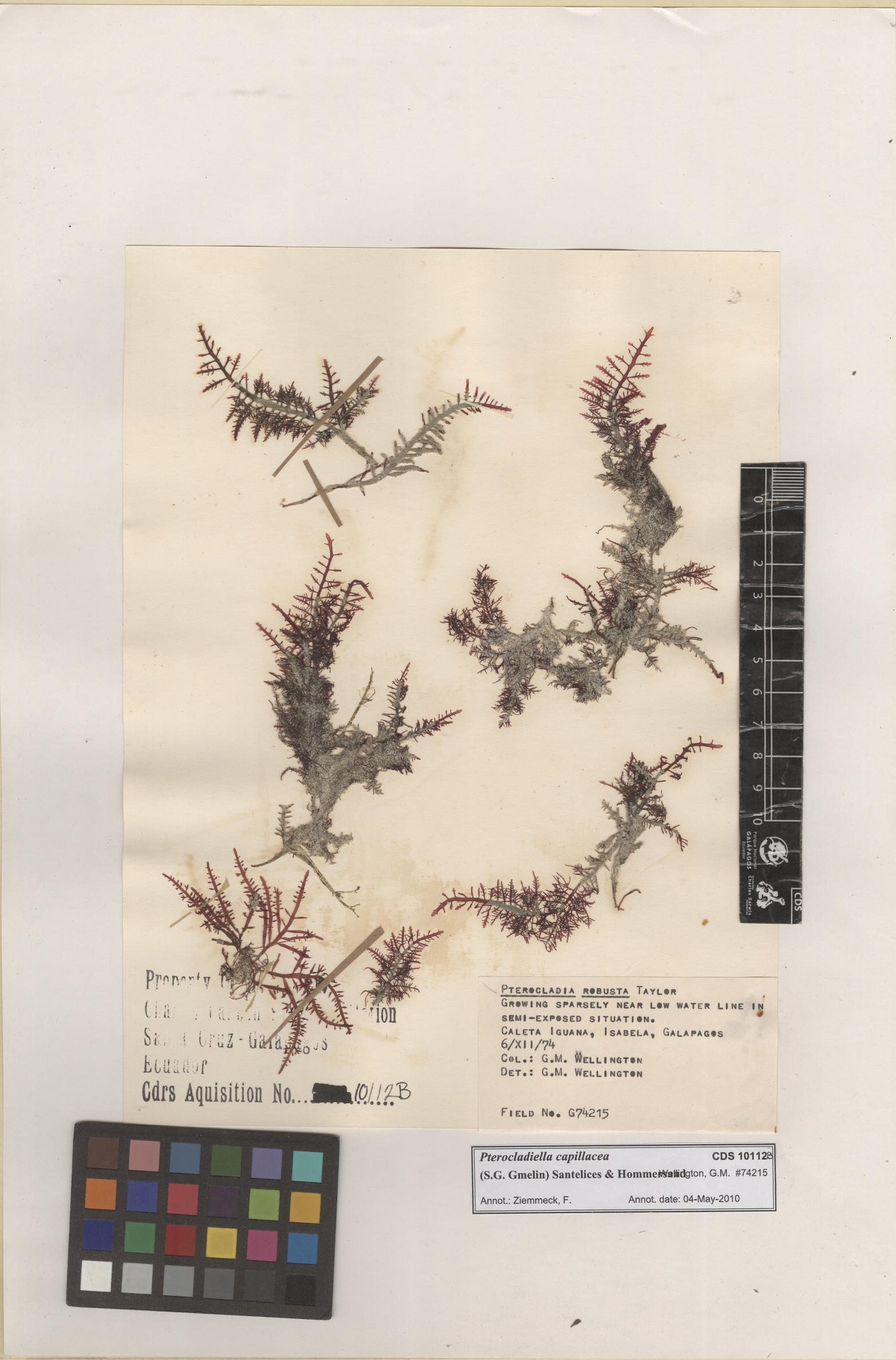 Pterocladiella capillacea , CDS especimen de herbario. Foto: Bravo, L..